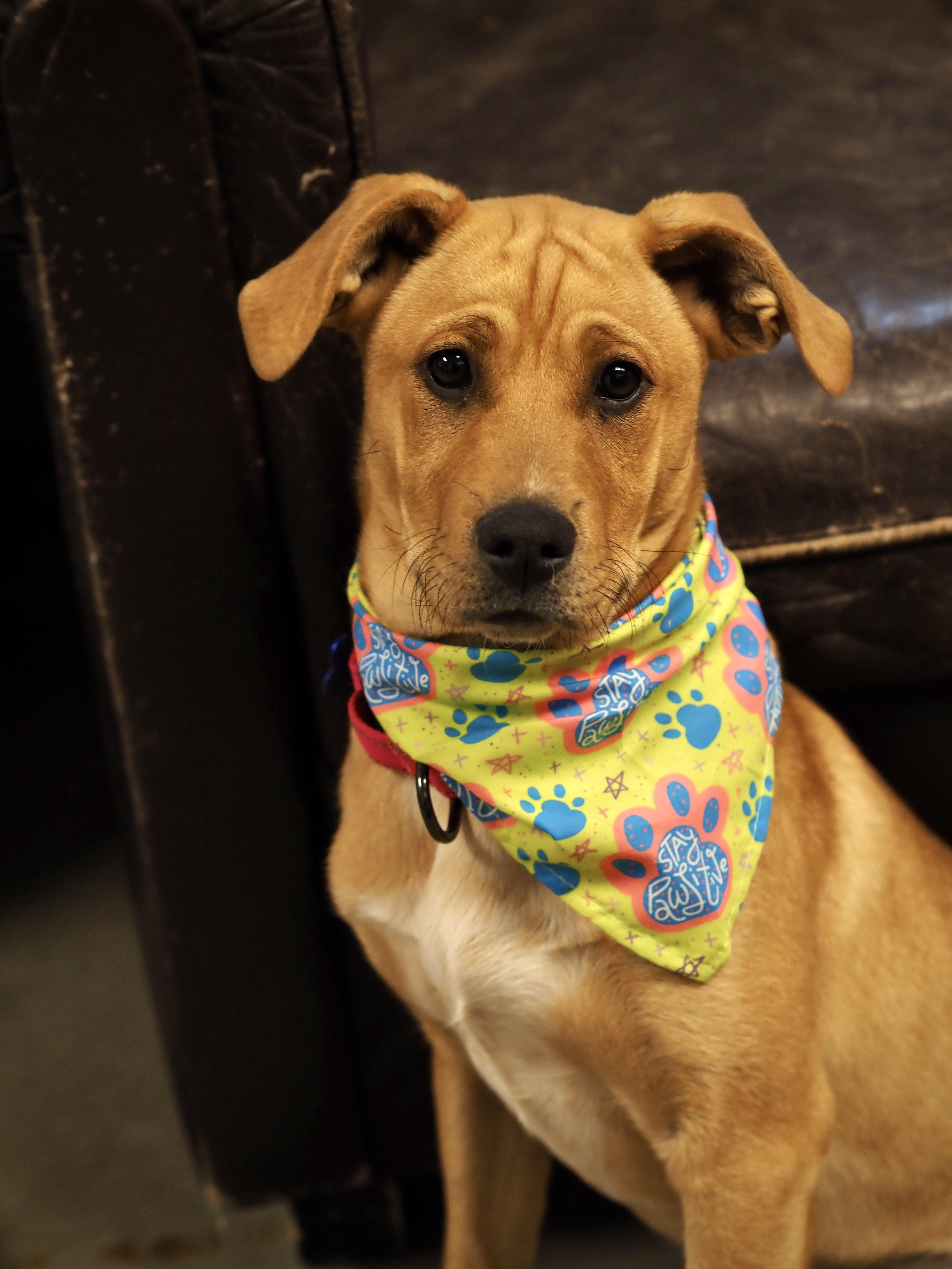 Enlarge April, a ADOPTABLE Mixed Breed in Buena Vista, CO image 1/3