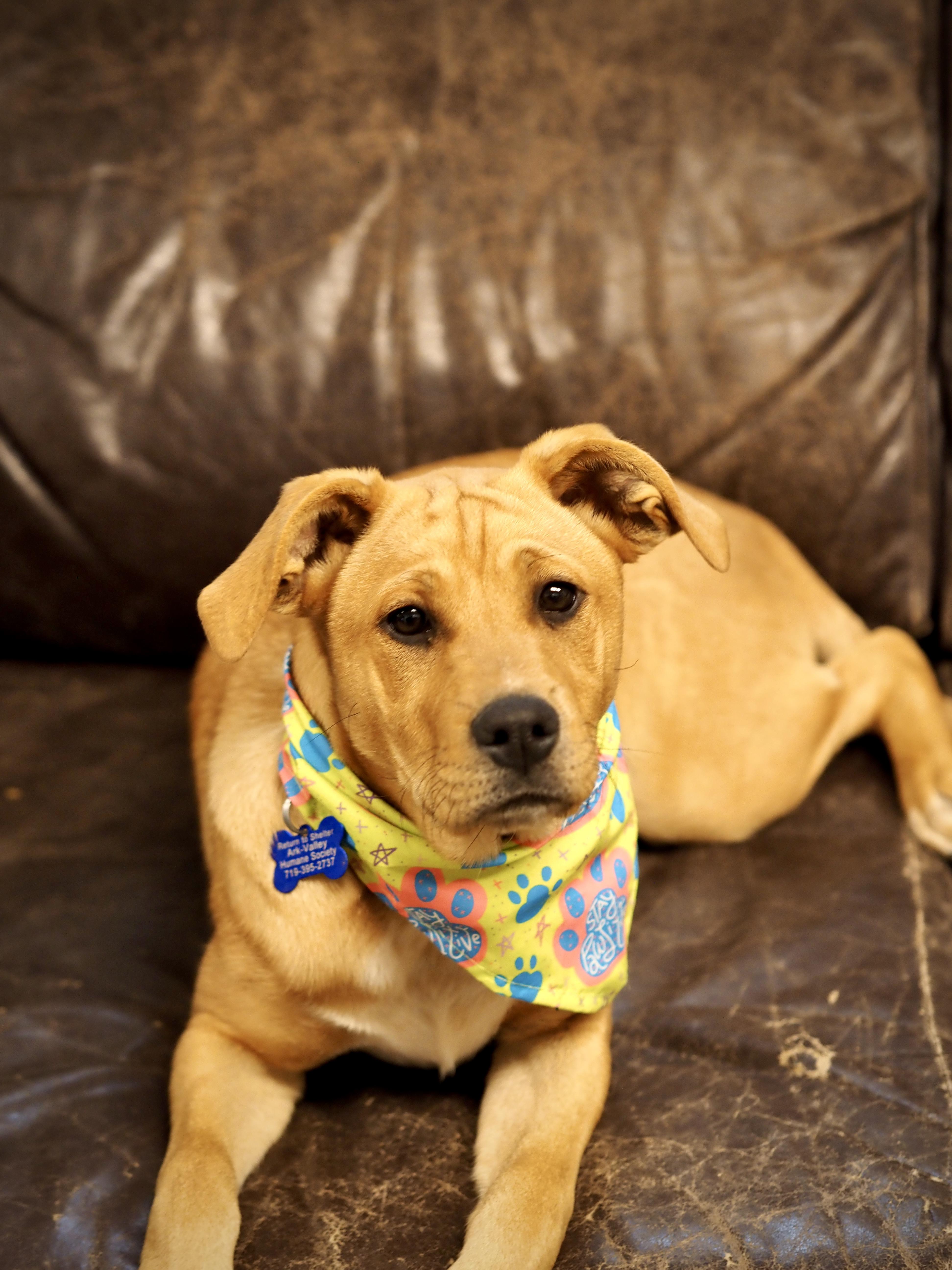 Enlarge April, a ADOPTABLE Mixed Breed in Buena Vista, CO image 3/3