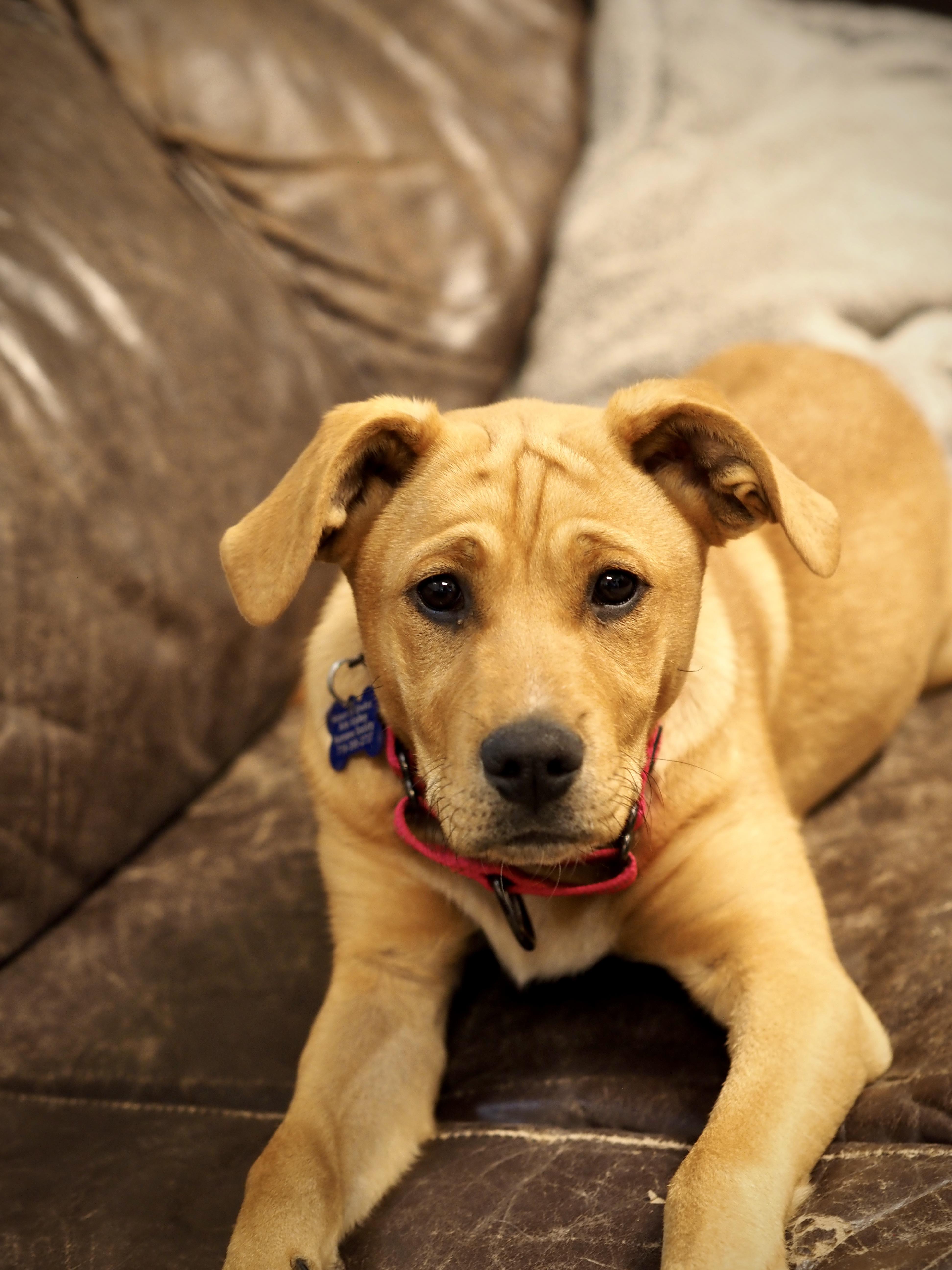 Enlarge April, a ADOPTABLE Mixed Breed in Buena Vista, CO image 2/3