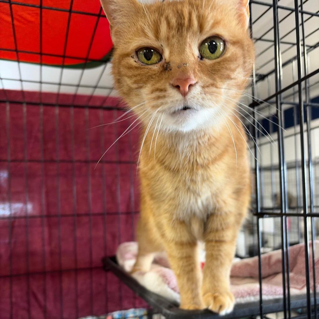 Emma ARC2026-018, Adoptable, Senior Female Domestic Short Hair.