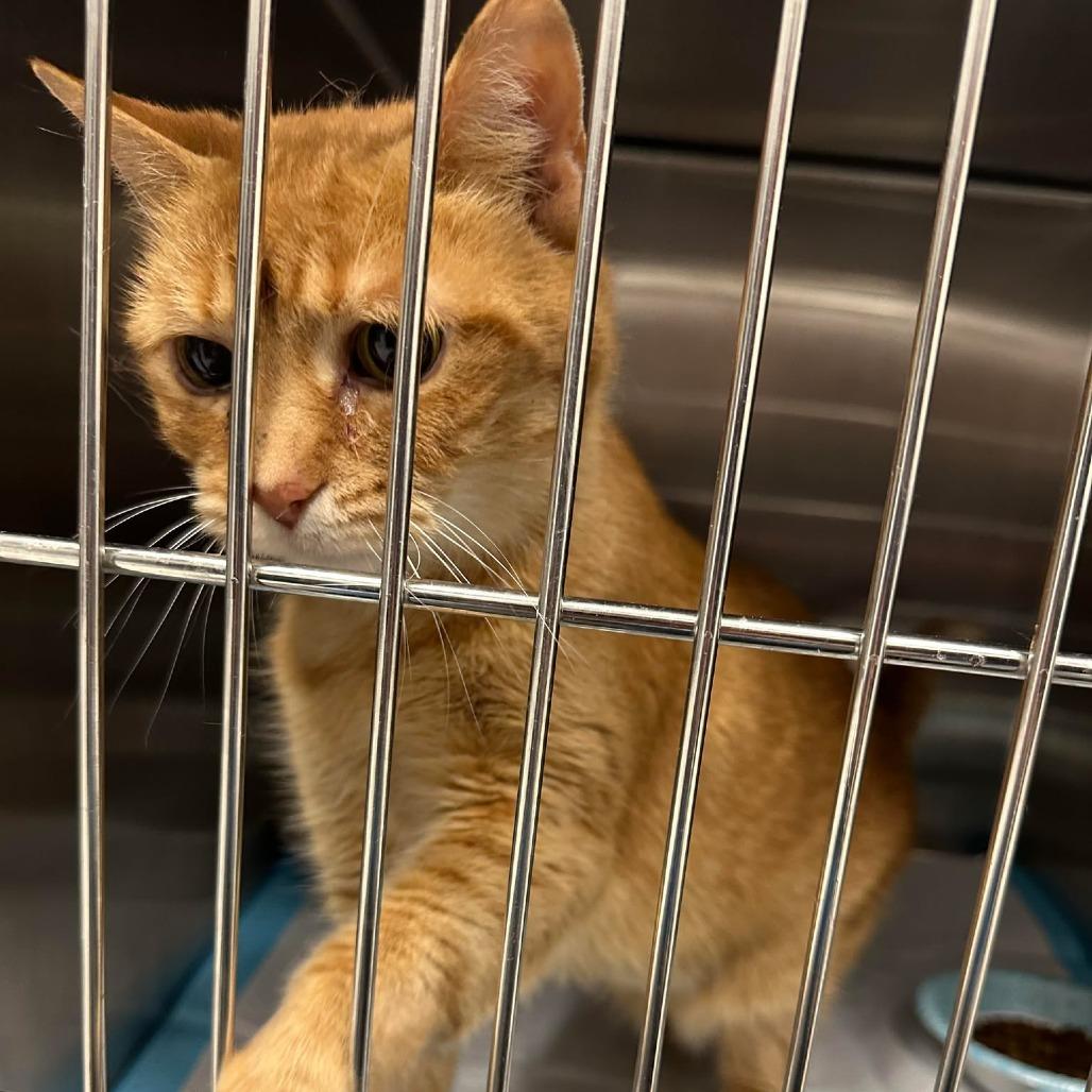 Enlarge Emma ARC2026-018, a Adoptable Domestic Short Hair in Akron, NY image 3/6