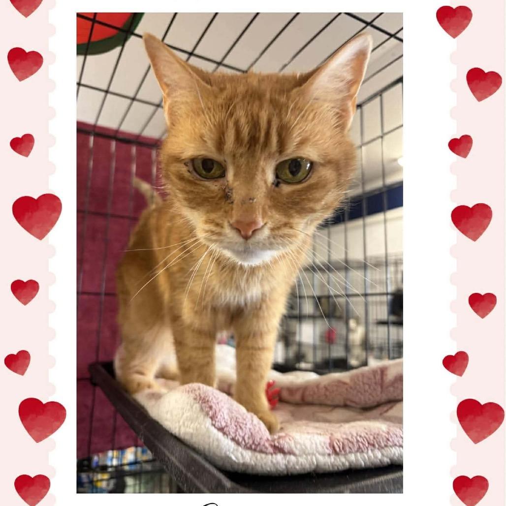 Enlarge Emma ARC2026-018, a Adoptable Domestic Short Hair in Akron, NY image 4/6