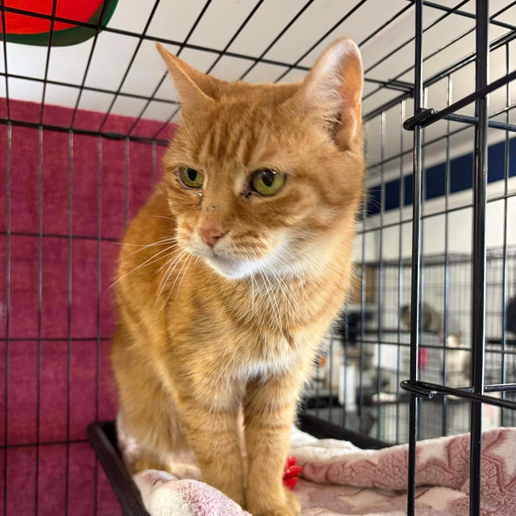 Enlarge Emma ARC2026-018, a Adoptable Domestic Short Hair in Akron, NY image 5/6