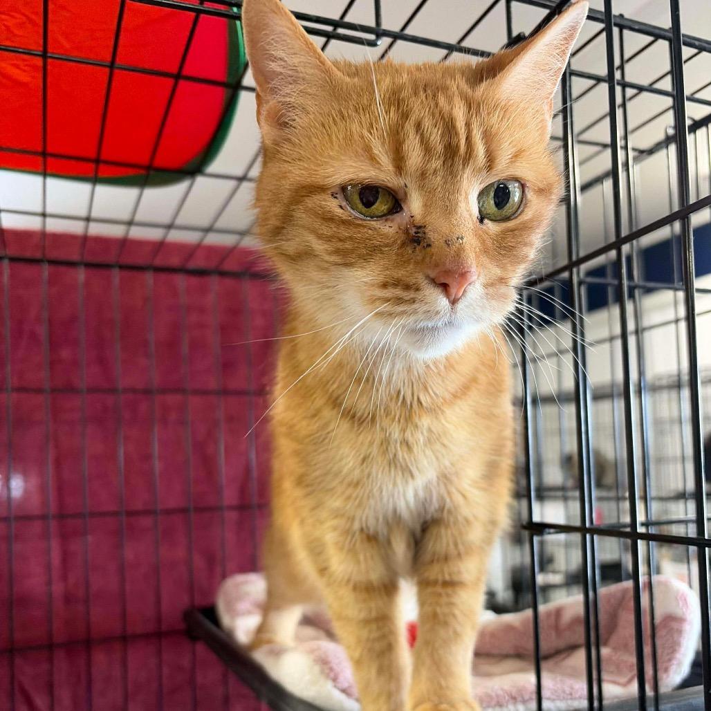 Enlarge Emma ARC2026-018, a Adoptable Domestic Short Hair in Akron, NY image 6/6