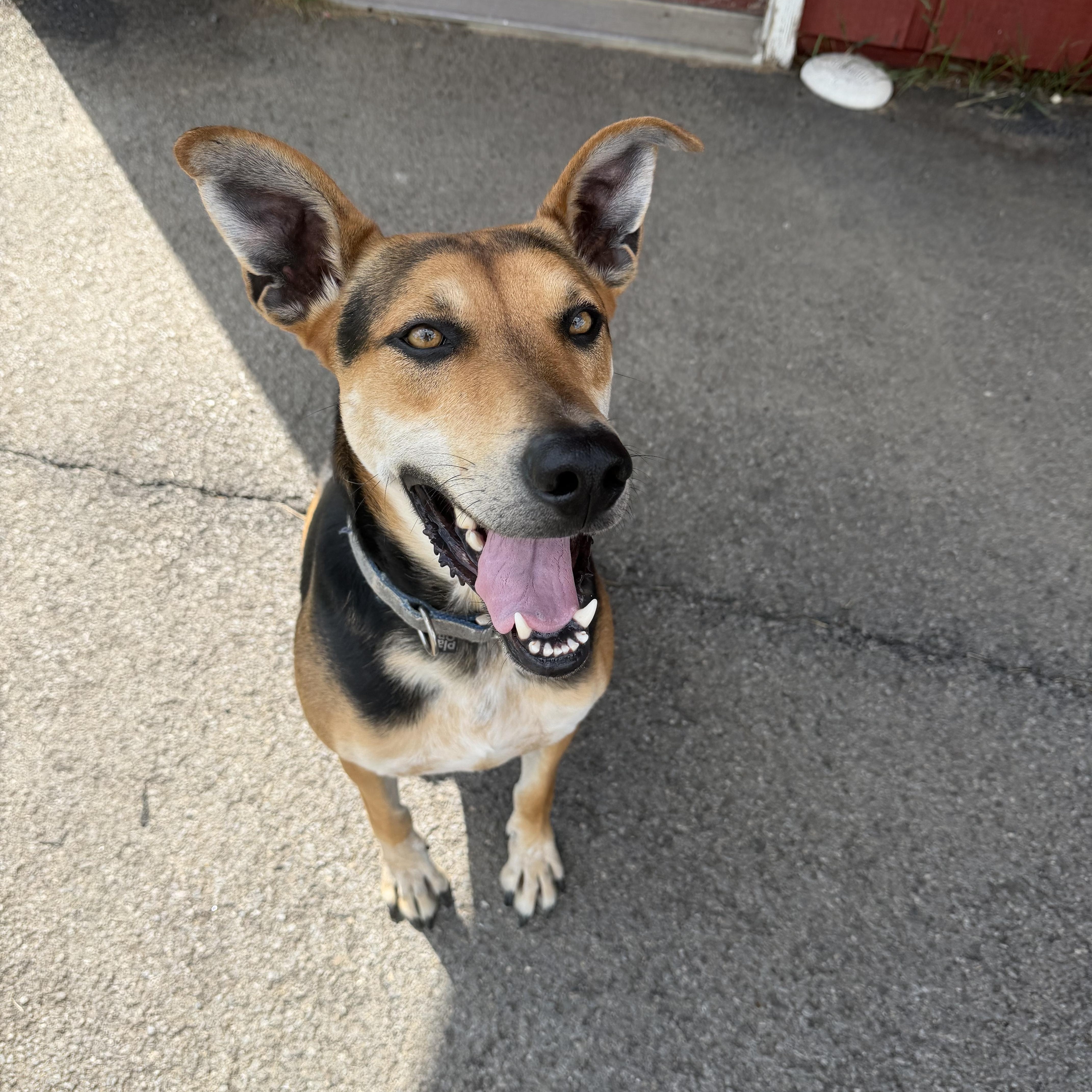 River, a Adoptable mixed breed in Weston, MA image 2/6