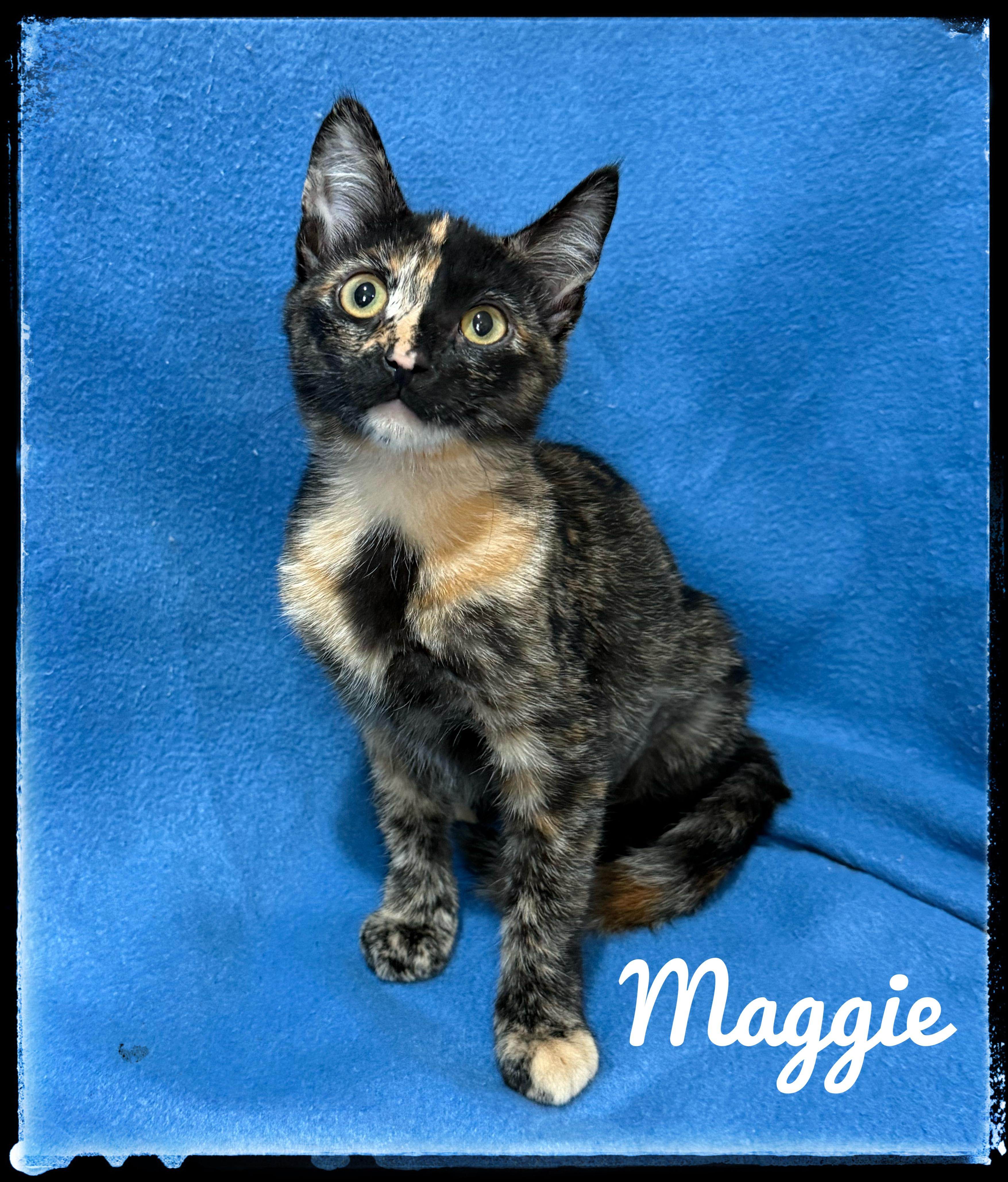 Maggie, Adoptable, Kitten Female Domestic Short Hair.