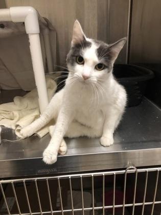 Maisy Mae, Adoptable, Adult Female Domestic Short Hair & Domestic Short Hair.