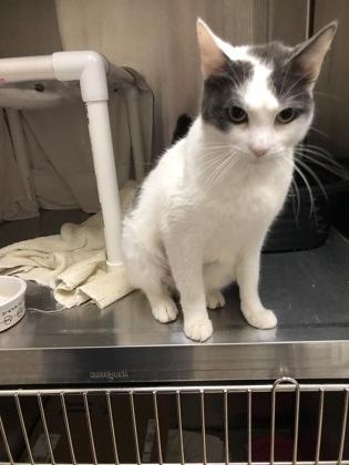 Enlarge Maisy Mae, a Adoptable mixed breed in Hillsboro, OR image 2/2