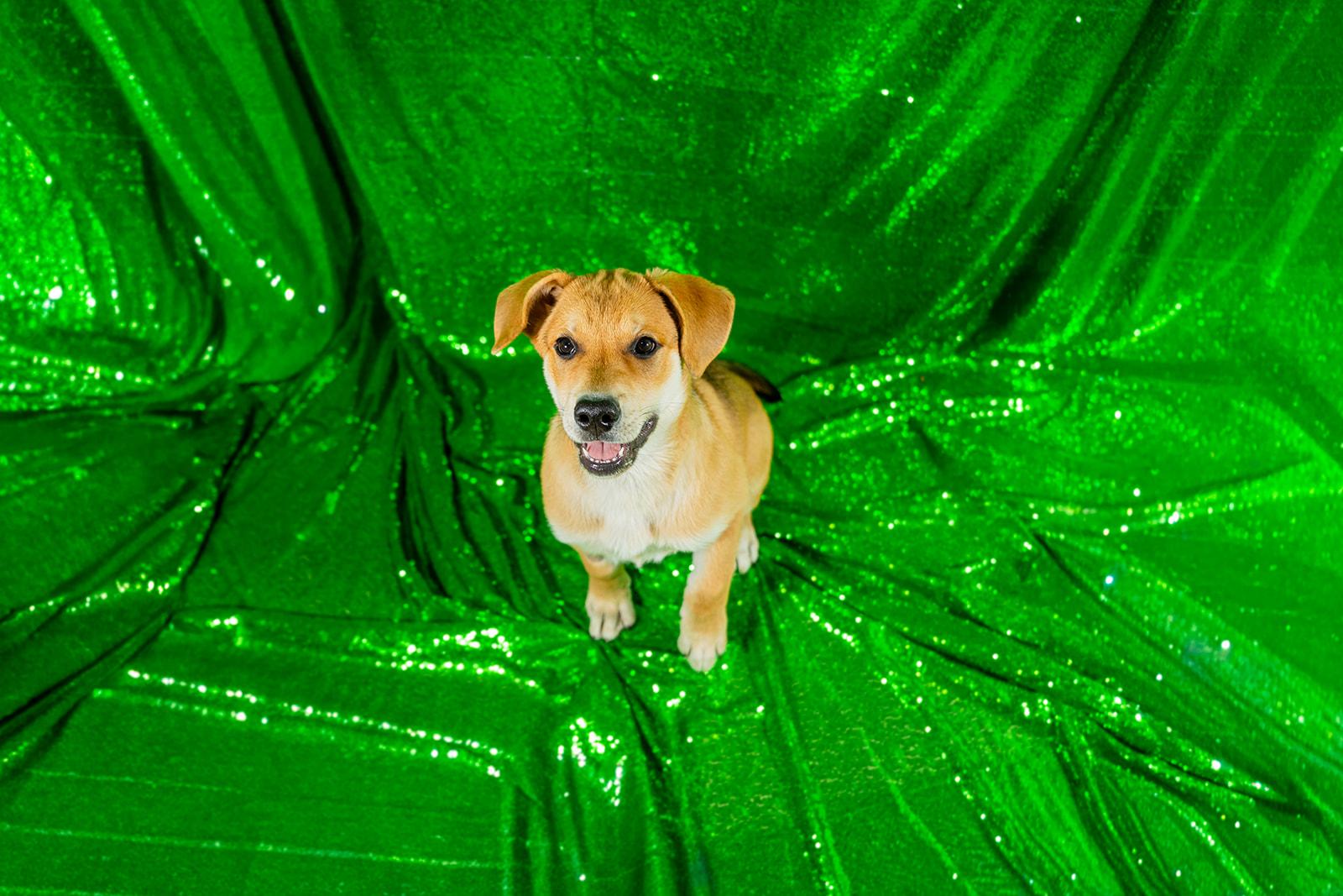 Enlarge Ham, a ADOPTABLE mixed breed in Dellslow, WV image 6/6