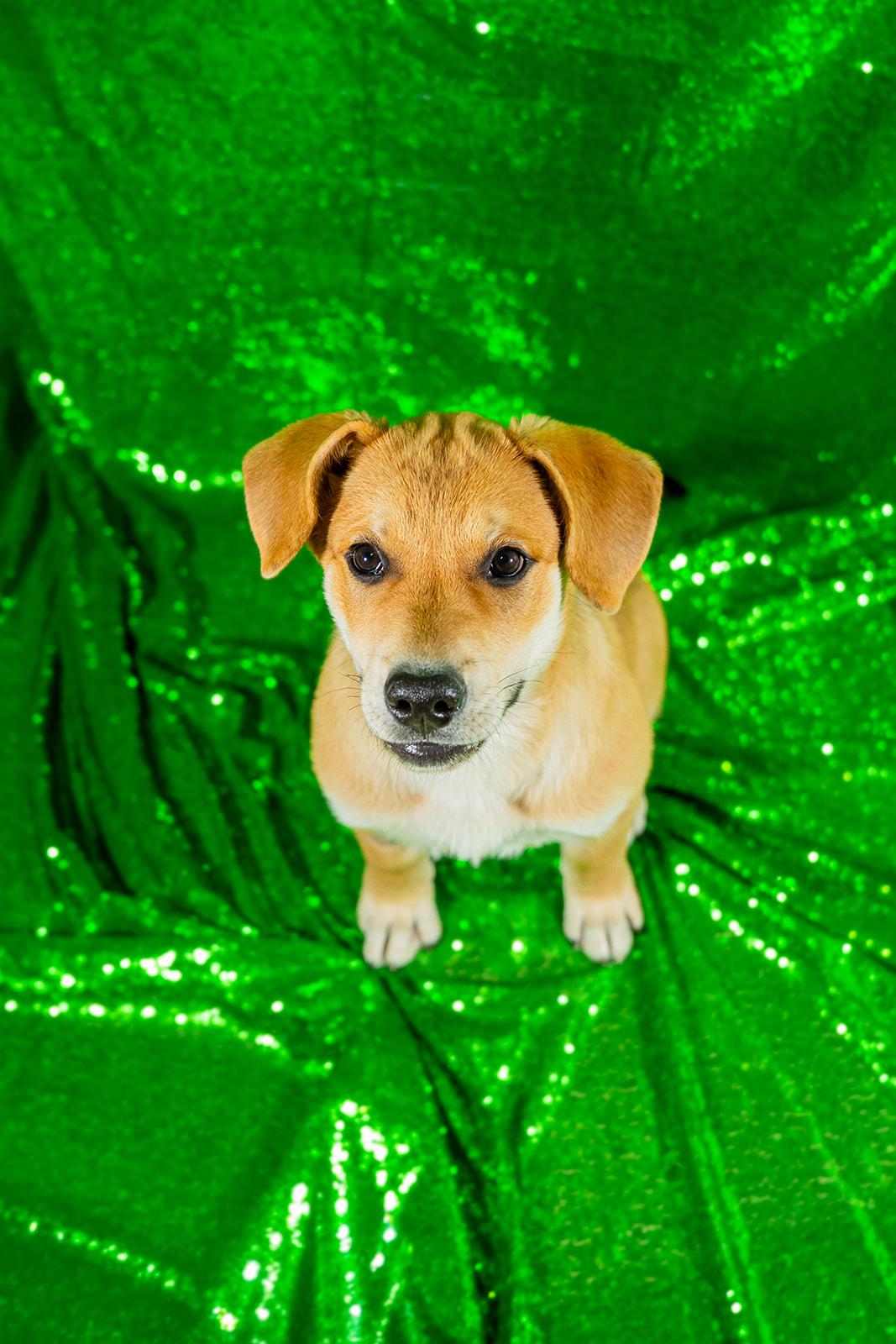 Enlarge Ham, a ADOPTABLE mixed breed in Dellslow, WV image 5/6