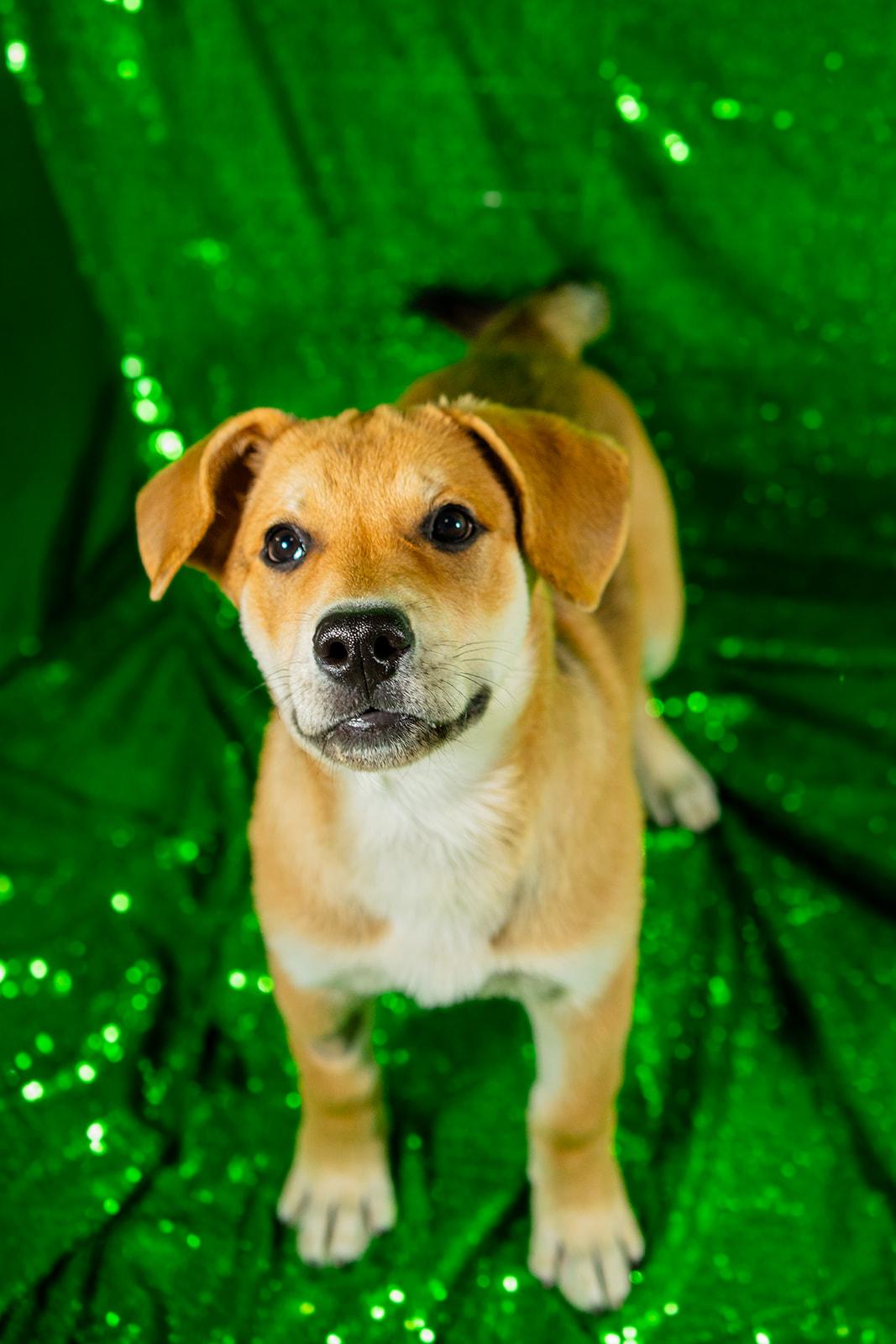 Enlarge Ham, a ADOPTABLE mixed breed in Dellslow, WV image 3/6