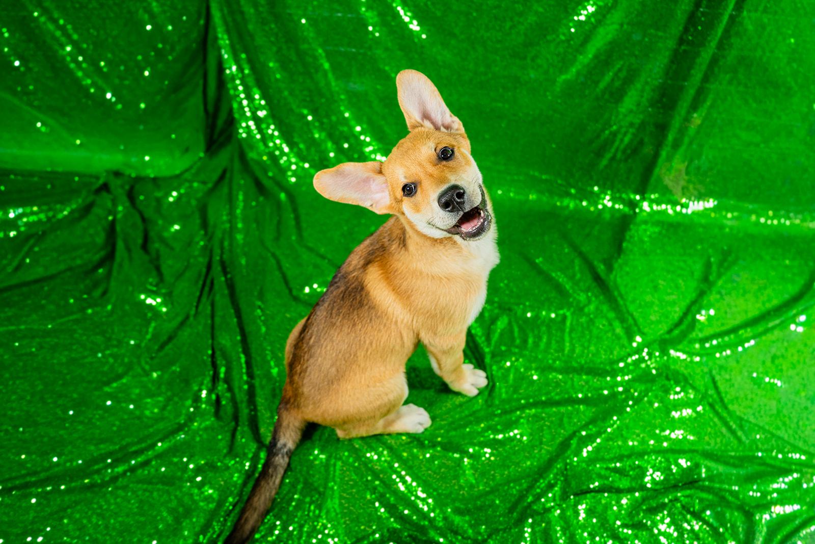 Enlarge Ham, a ADOPTABLE mixed breed in Dellslow, WV image 1/6