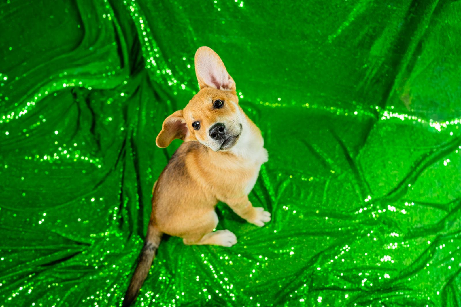 Enlarge Ham, a ADOPTABLE mixed breed in Dellslow, WV image 2/6