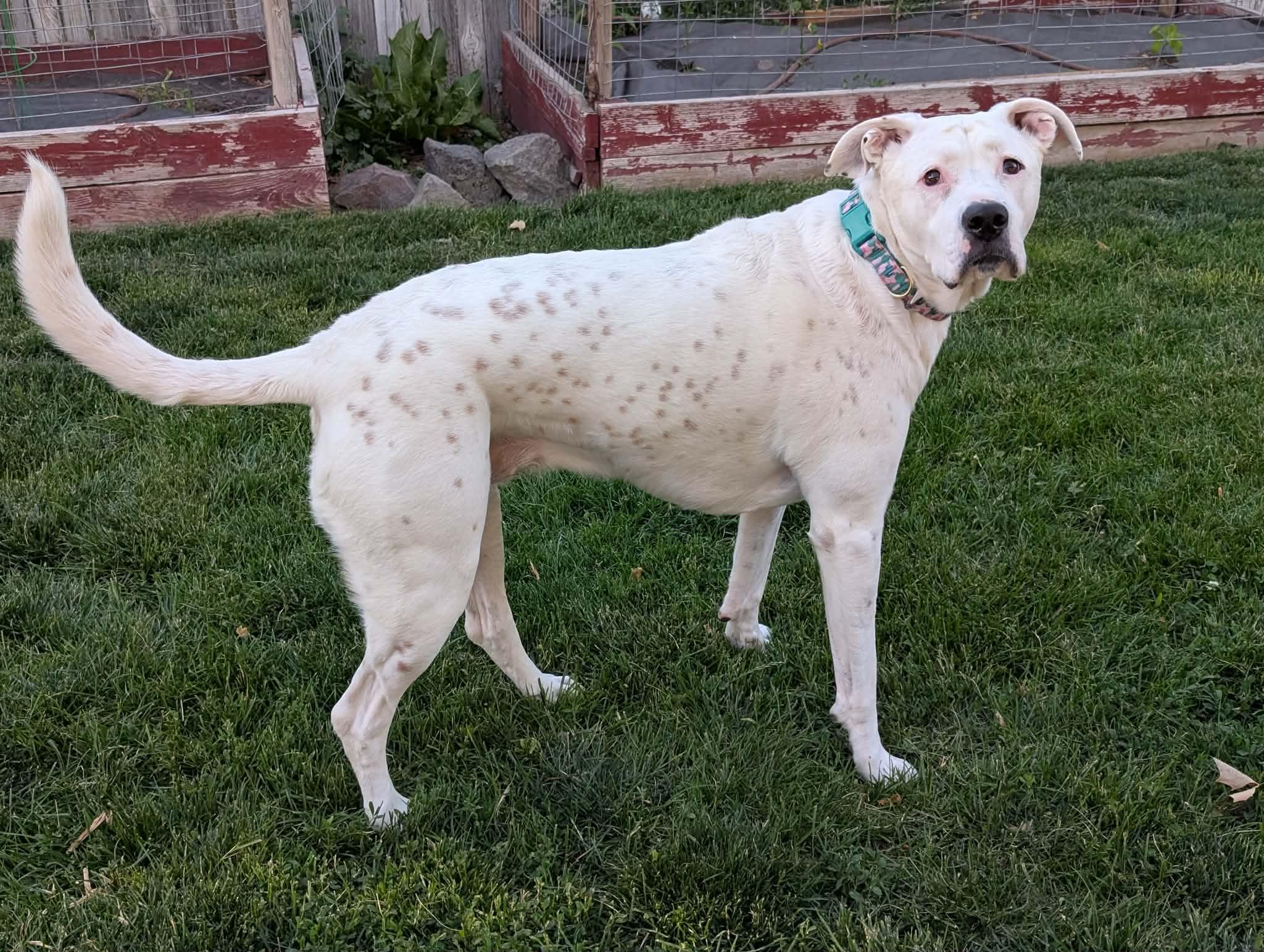 Honeybee, Adoptable, Adult Female Boxer.