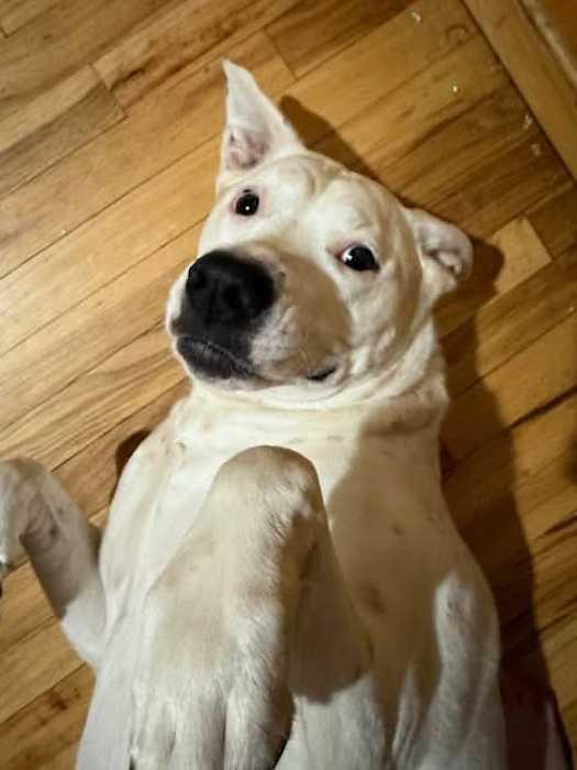 Enlarge Honeybee, a Adoptable mixed breed in Spokane, WA image 3/6