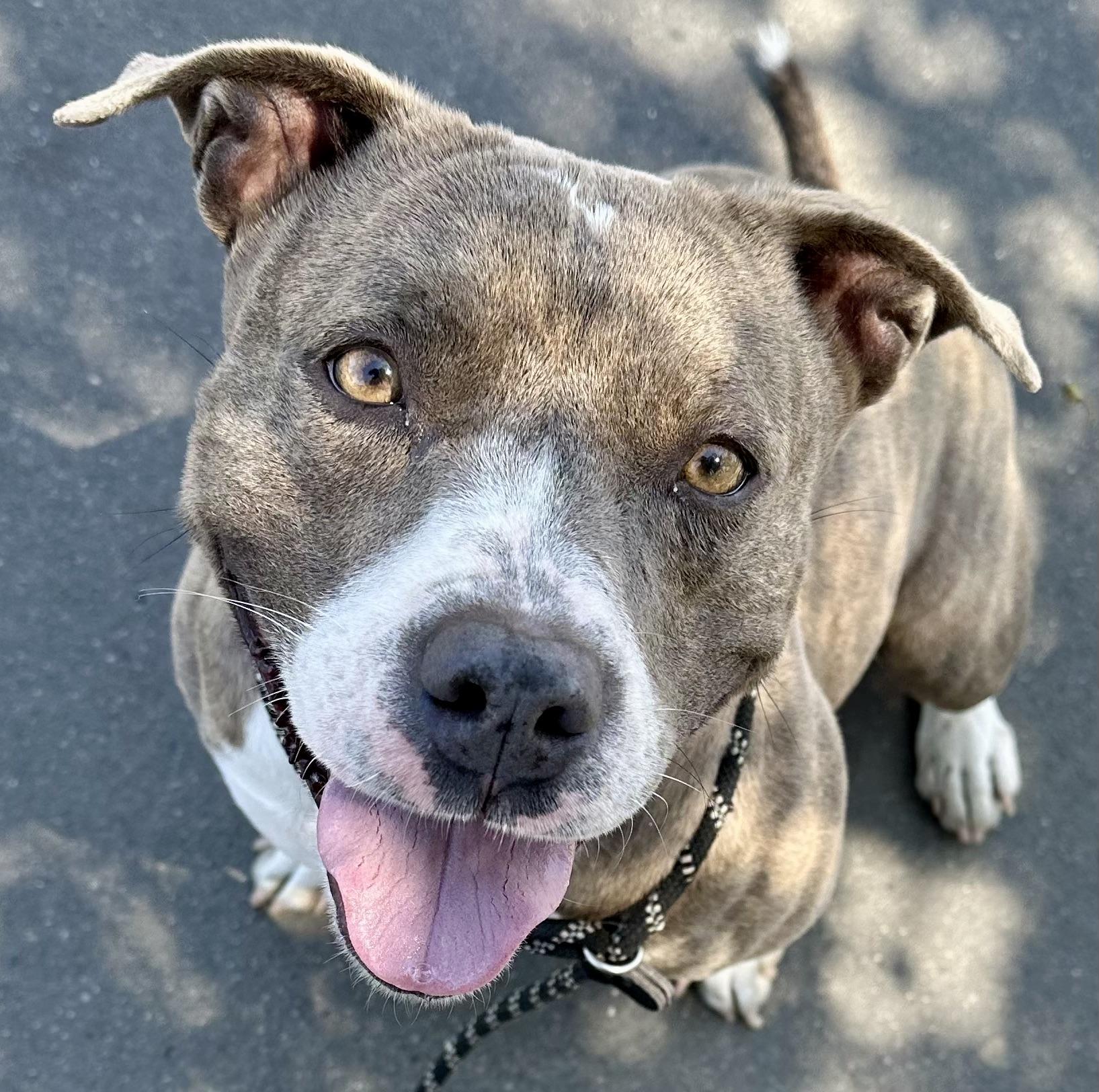 BROOKLYN, a Adoptable American Staffordshire Terrier in Thousand Oaks, CA image 4/6