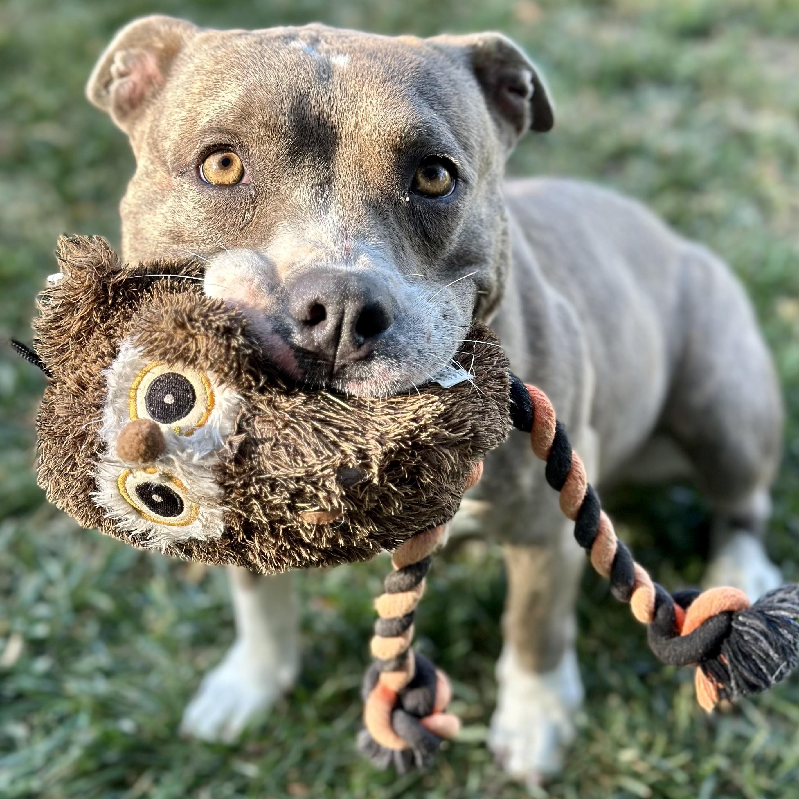 BROOKLYN, a Adoptable American Staffordshire Terrier in Thousand Oaks, CA image 1/6