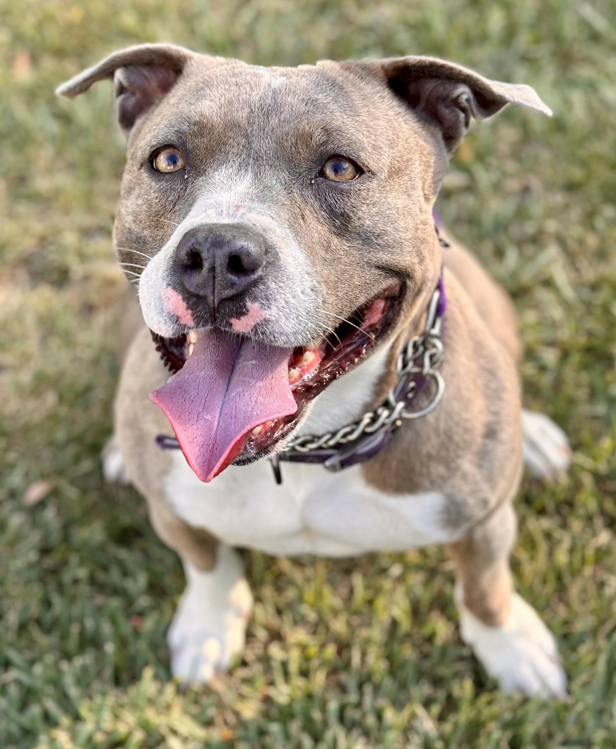 BROOKLYN, a Adoptable American Staffordshire Terrier in Thousand Oaks, CA image 5/6