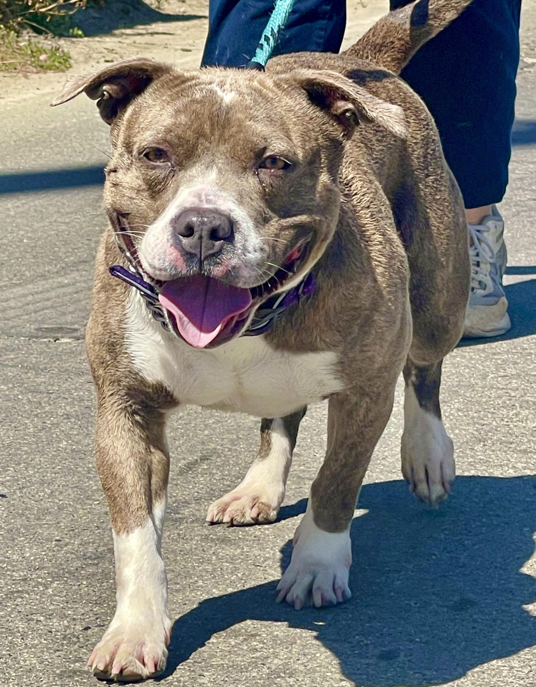 BROOKLYN, a Adoptable American Staffordshire Terrier in Thousand Oaks, CA image 6/6