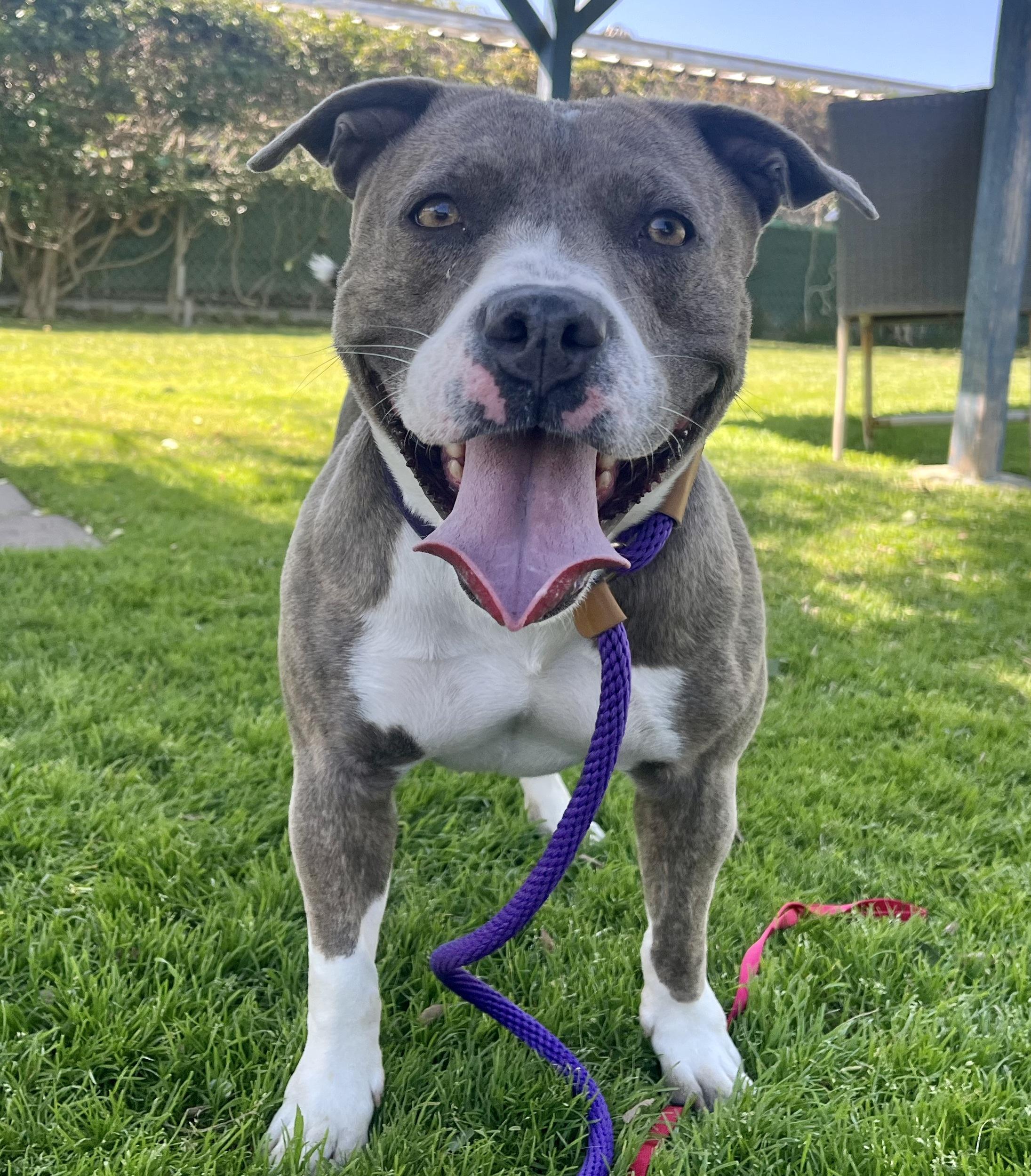 BROOKLYN, a Adoptable American Staffordshire Terrier in Thousand Oaks, CA image 2/6