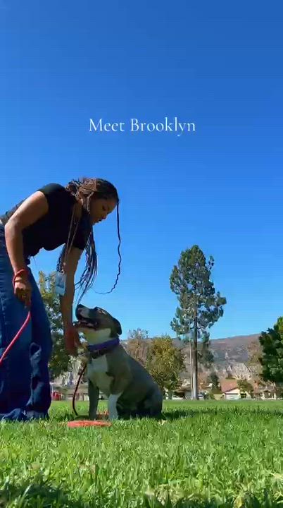 Enlarge BROOKLYN, a Adoptable American Staffordshire Terrier in Thousand Oaks, CA video 6/6