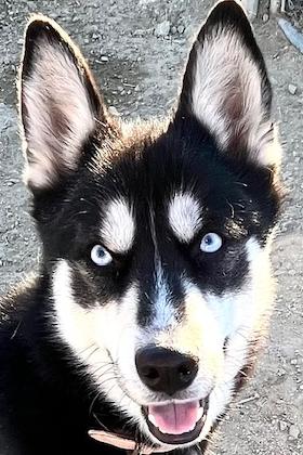 Enlarge Kiana, an adopted Klee Kai in San Luis, CO image 1/2