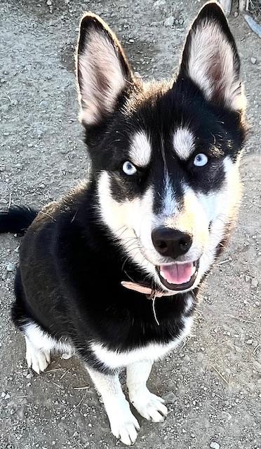 Enlarge Kiana, an adopted Klee Kai in San Luis, CO image 2/2