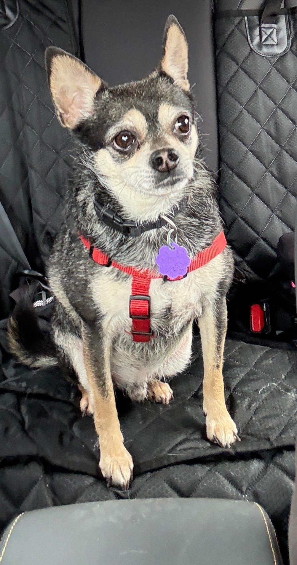 Enlarge Oliver, a Adoptable Chihuahua in Chatham, ON image 4/6
