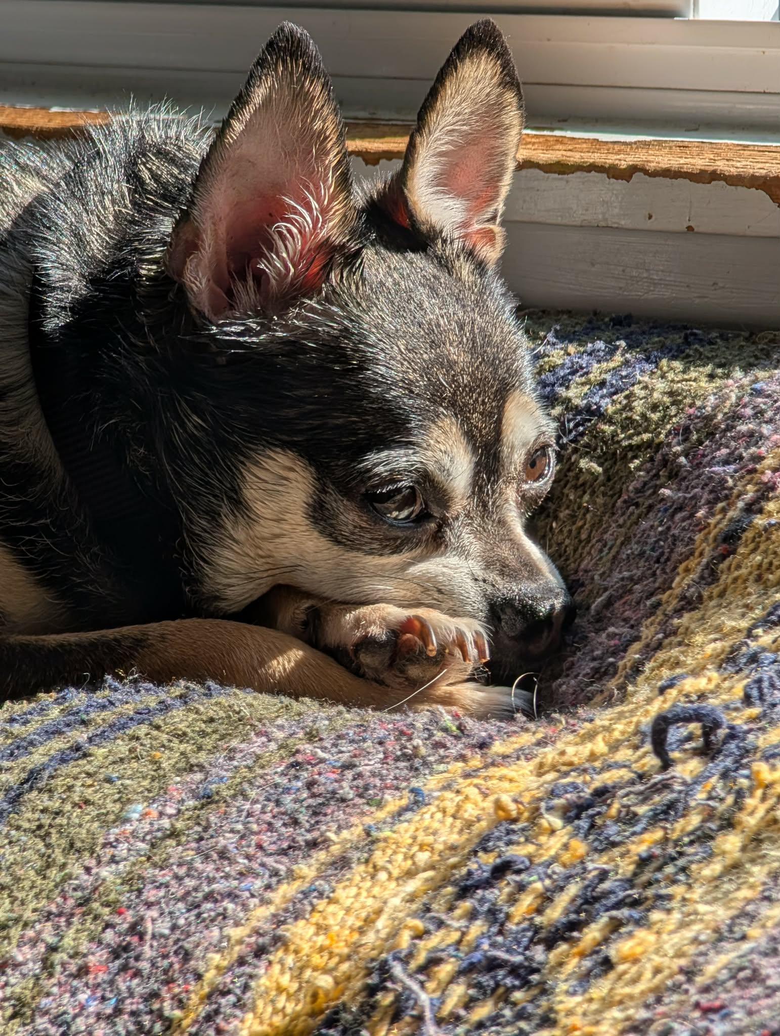 Enlarge Oliver, a Adoptable Chihuahua in Chatham, ON image 2/6