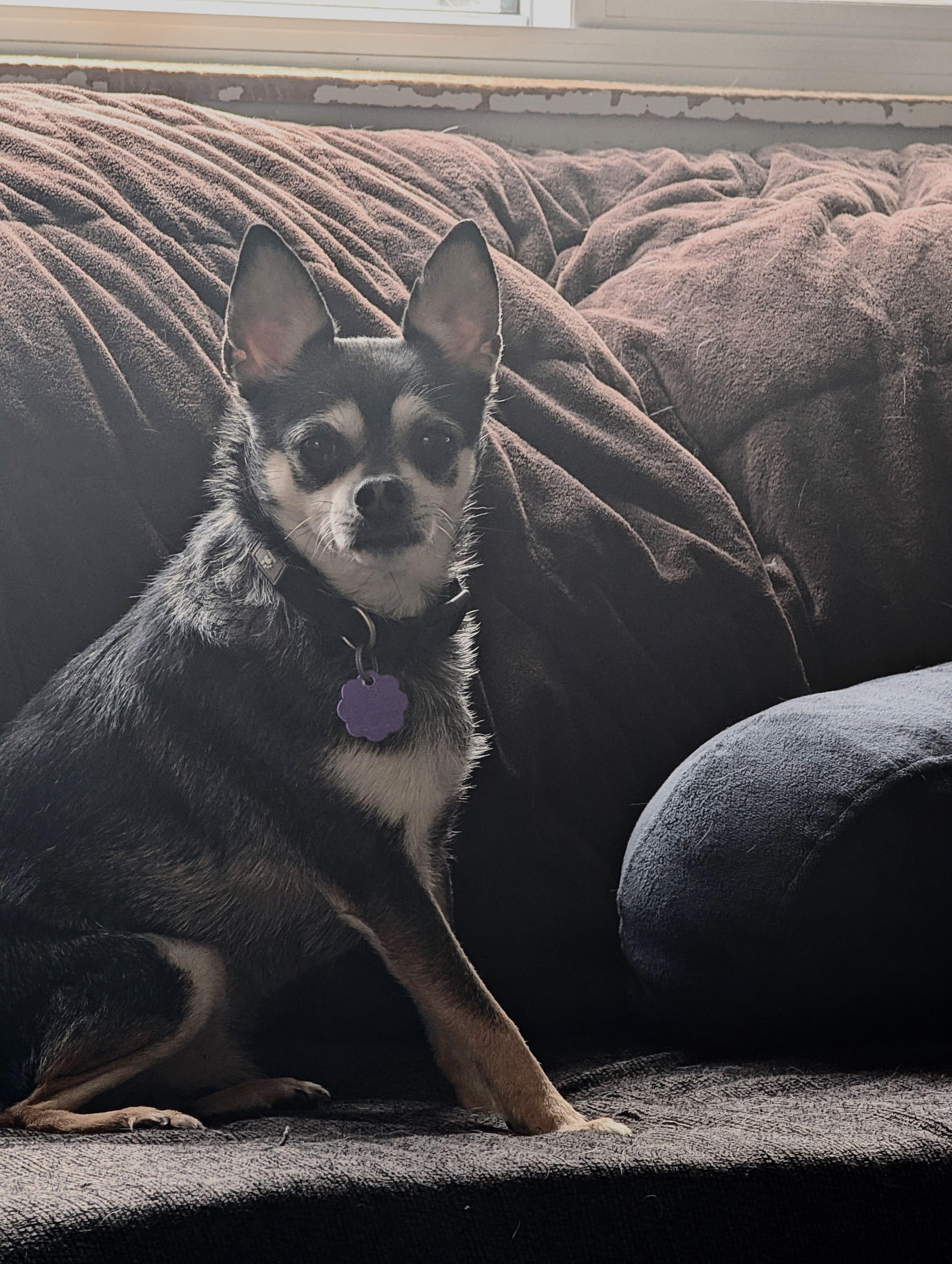 Enlarge Oliver, a Adoptable Chihuahua in Chatham, ON image 6/6