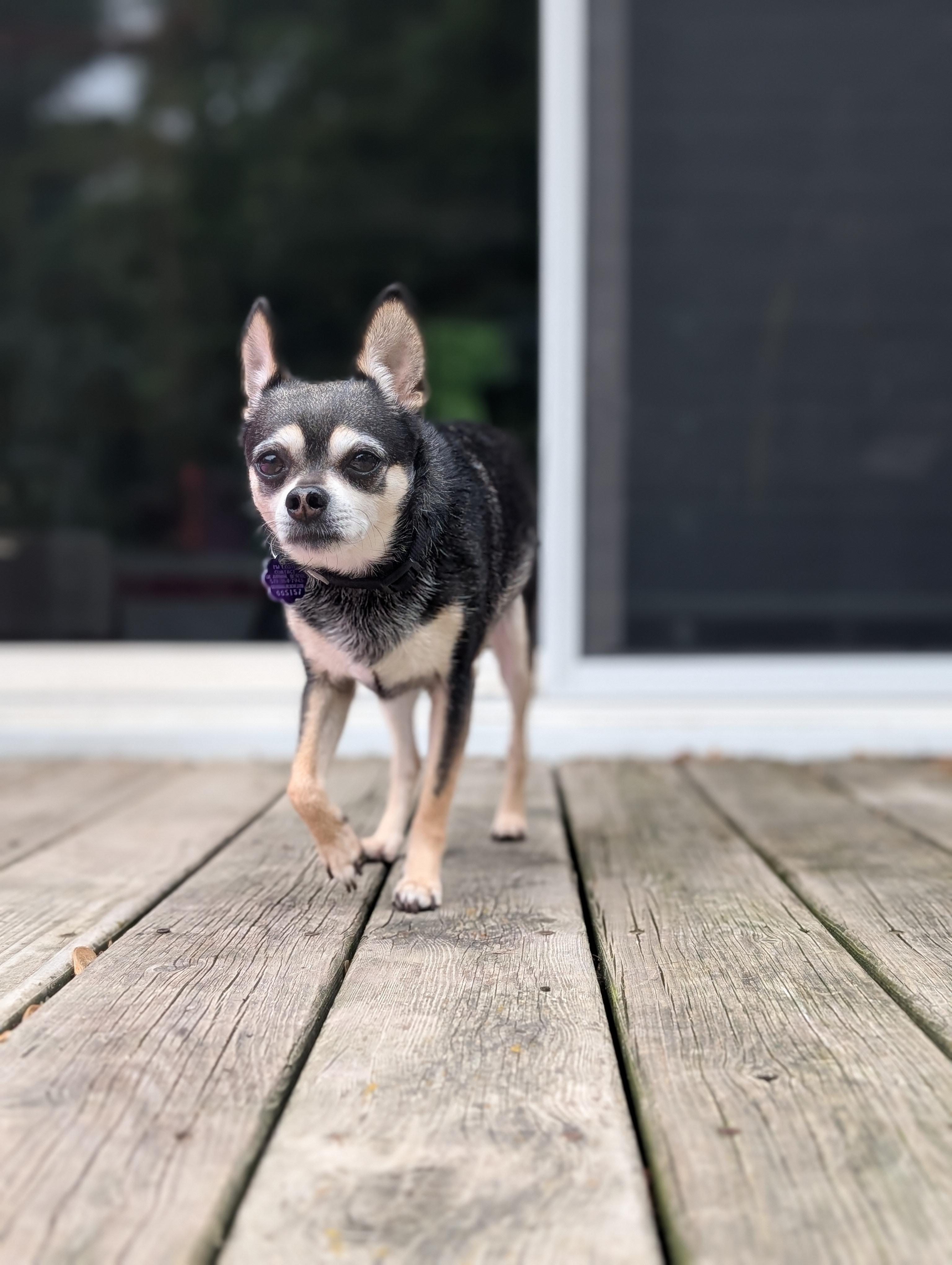 Oliver, Adoptable, Adult Male Chihuahua.