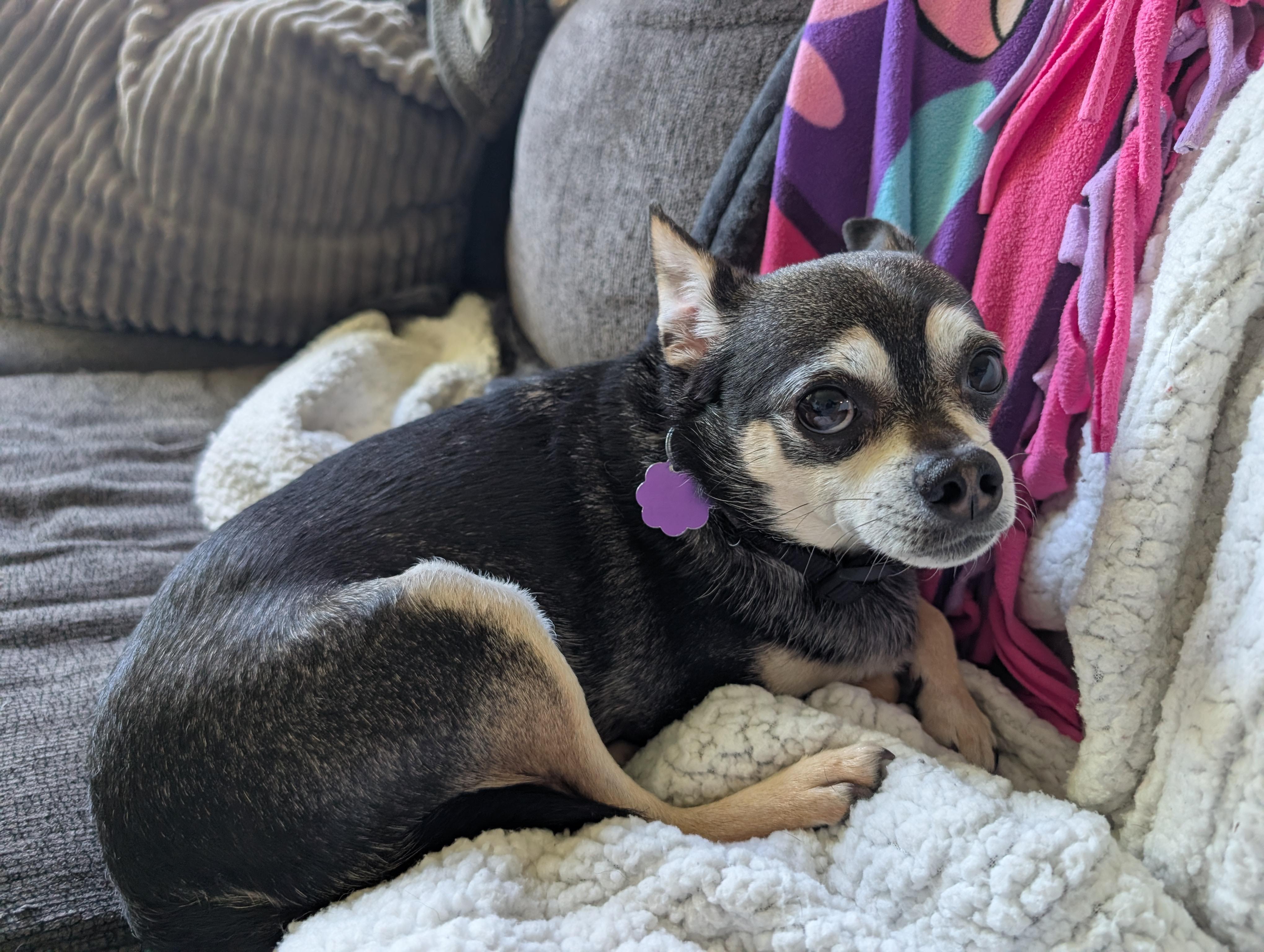 Enlarge Oliver, a Adoptable Chihuahua in Chatham, ON image 3/6