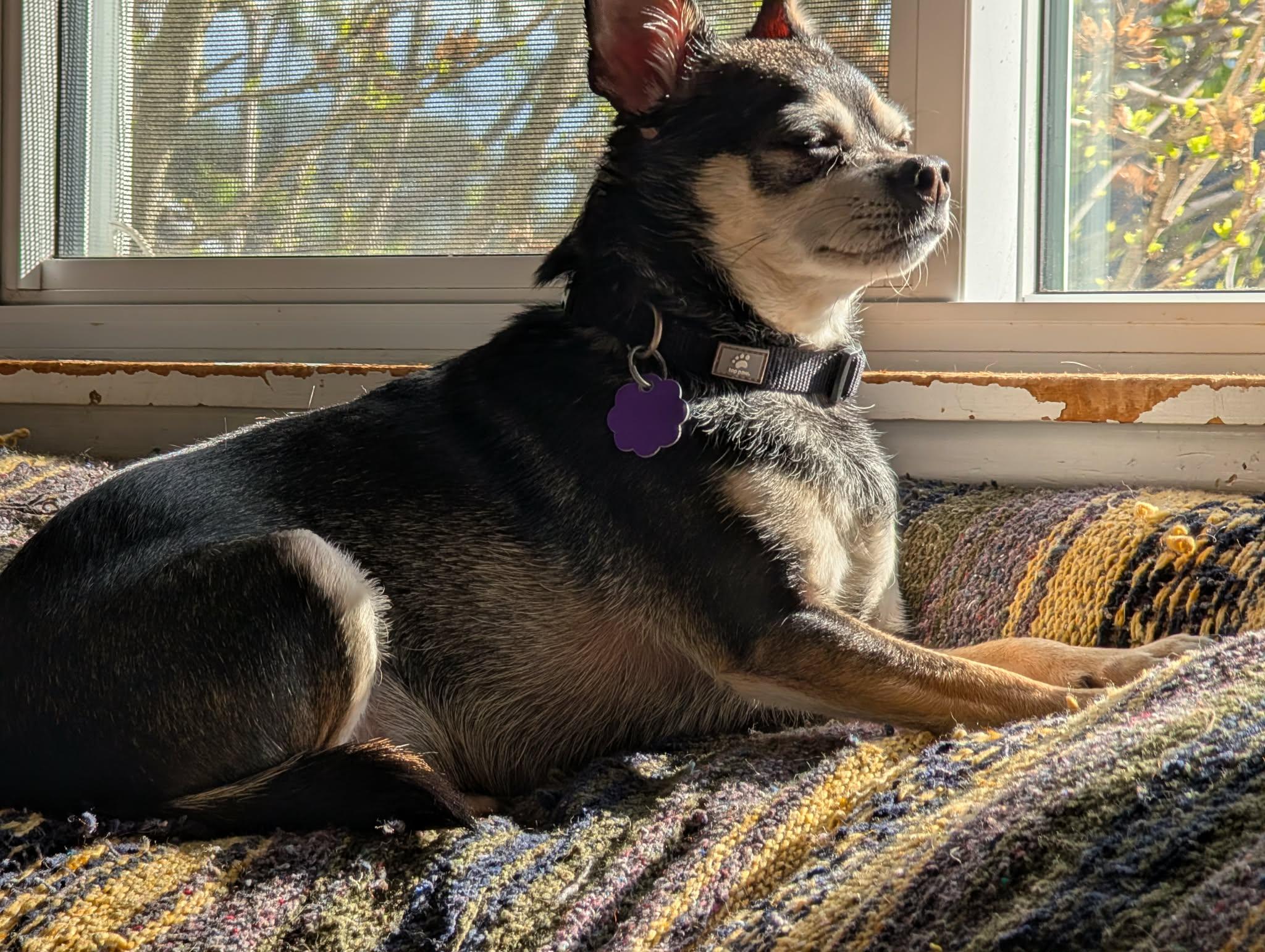 Enlarge Oliver, a Adoptable Chihuahua in Chatham, ON image 5/6