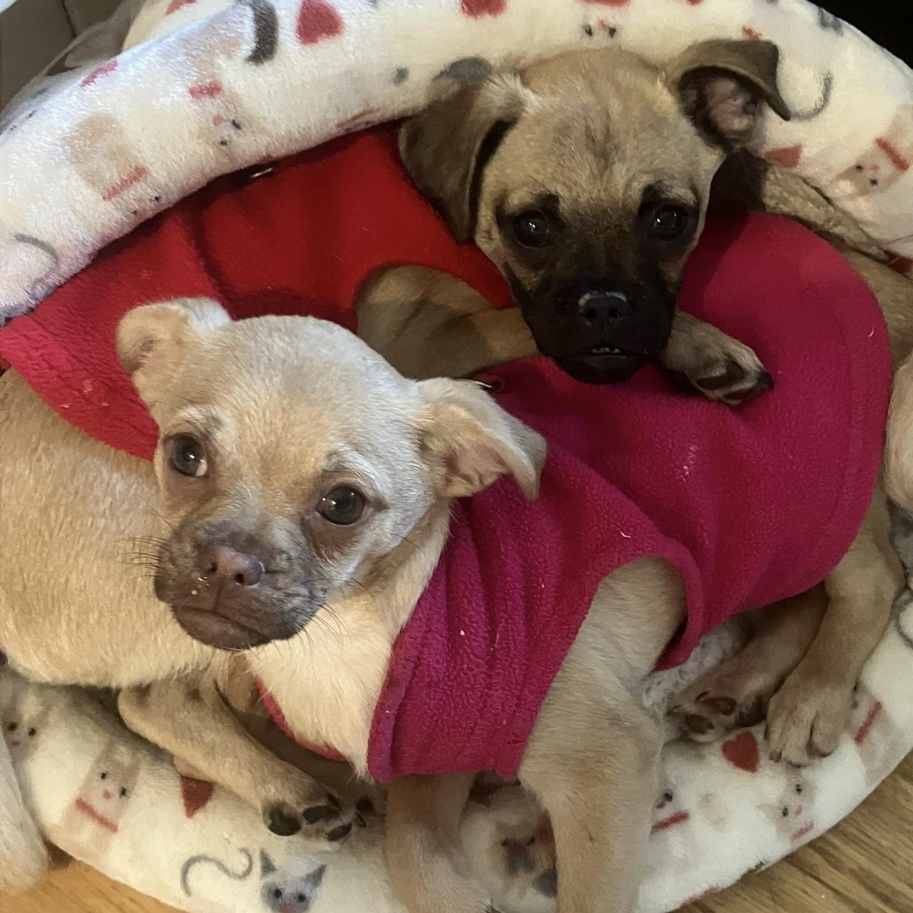 Jax, ADOPTABLE, Puppy Male Pug & Chihuahua.