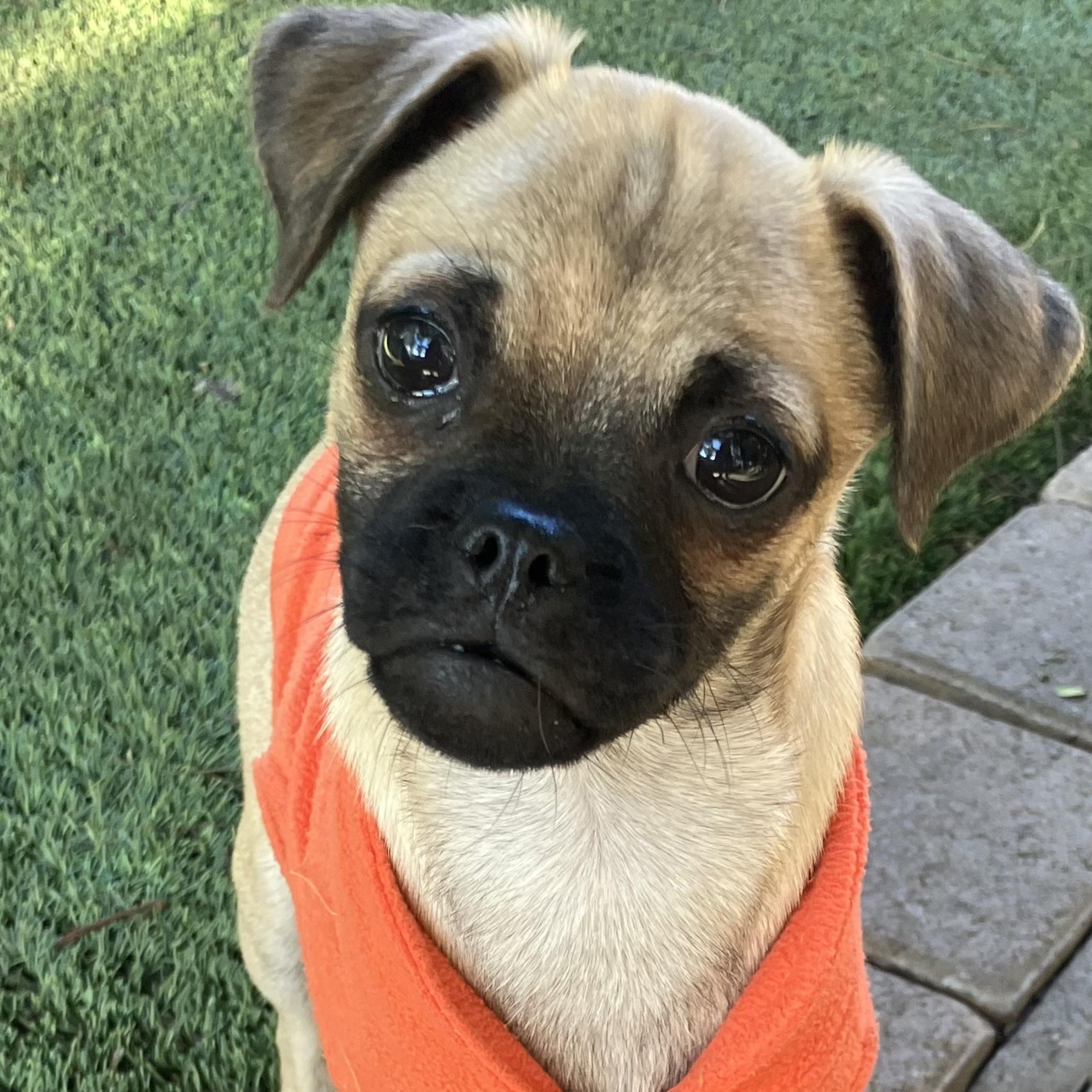 Jax, ADOPTABLE, Puppy Male Pug & Chihuahua.