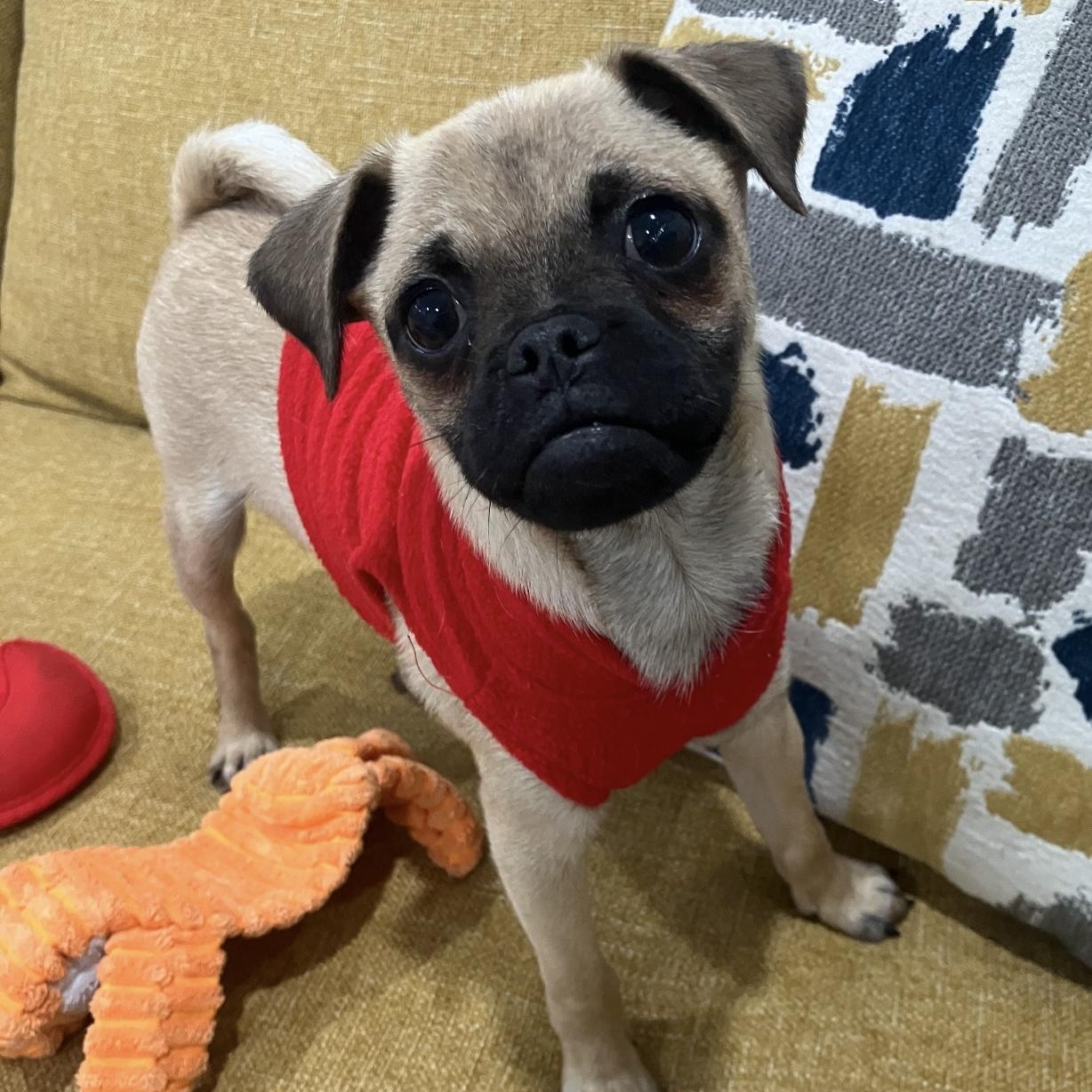 Enlarge Jax, a ADOPTABLE mixed breed in Santa Monica, CA image 3/5