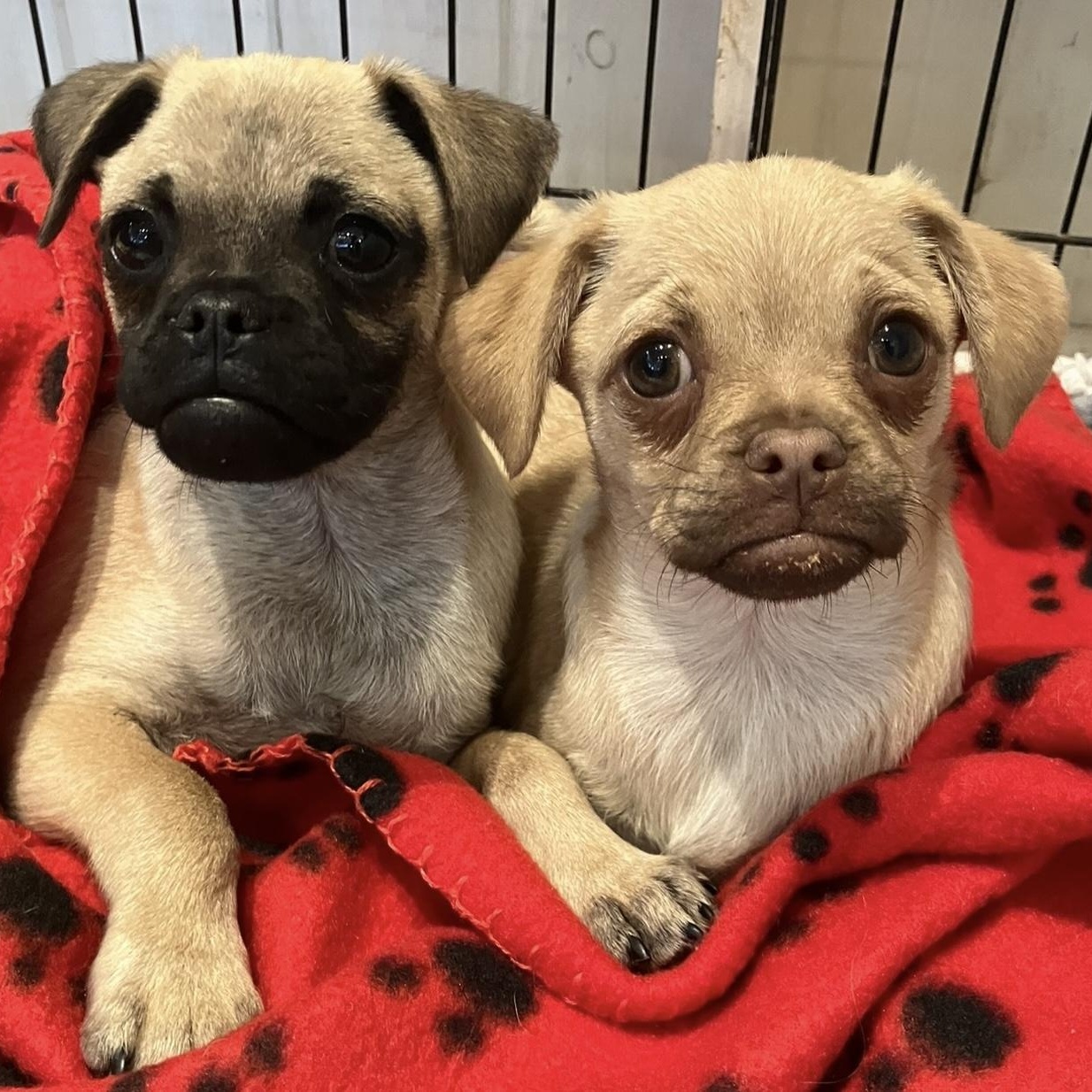 Enlarge Jax, a ADOPTABLE mixed breed in Santa Monica, CA image 4/5