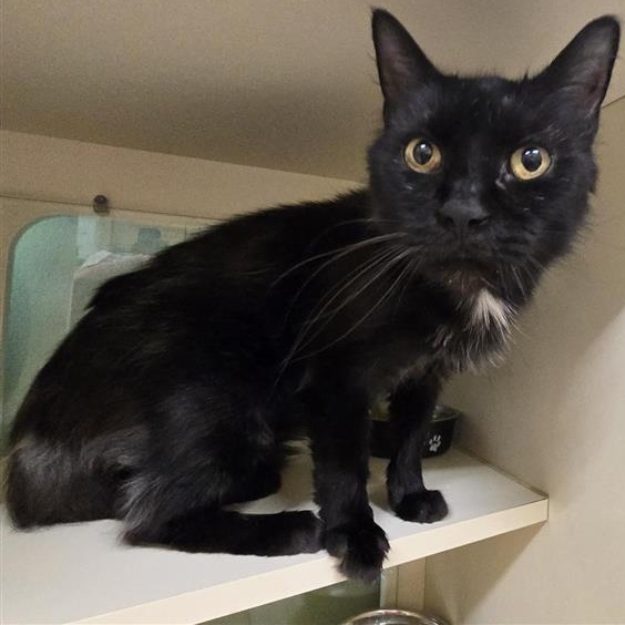 Enlarge Frank, a Adoptable Domestic Medium Hair in Prince Frederick, MD image 1/3
