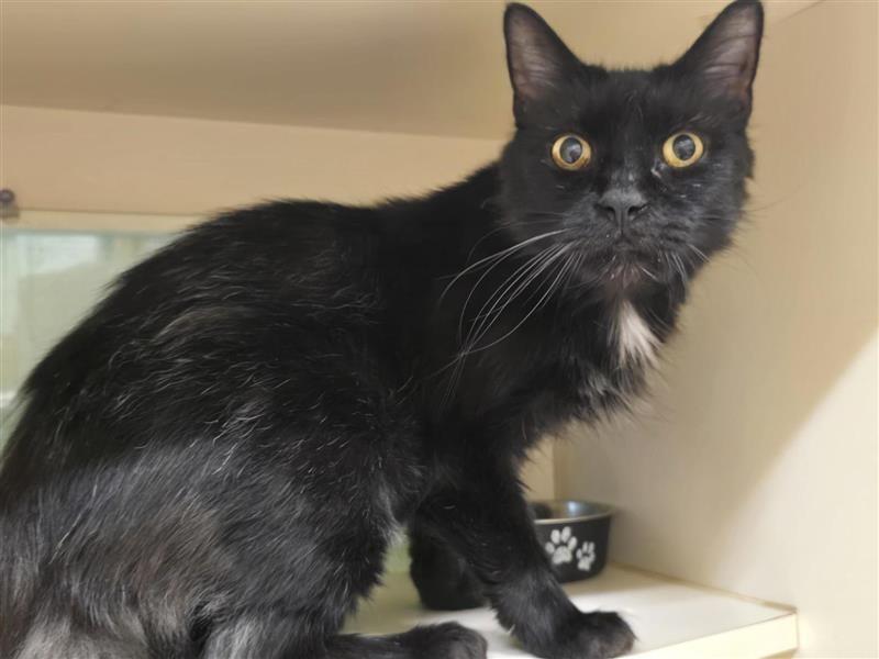 Enlarge Frank, a Adoptable Domestic Medium Hair in Prince Frederick, MD image 2/3