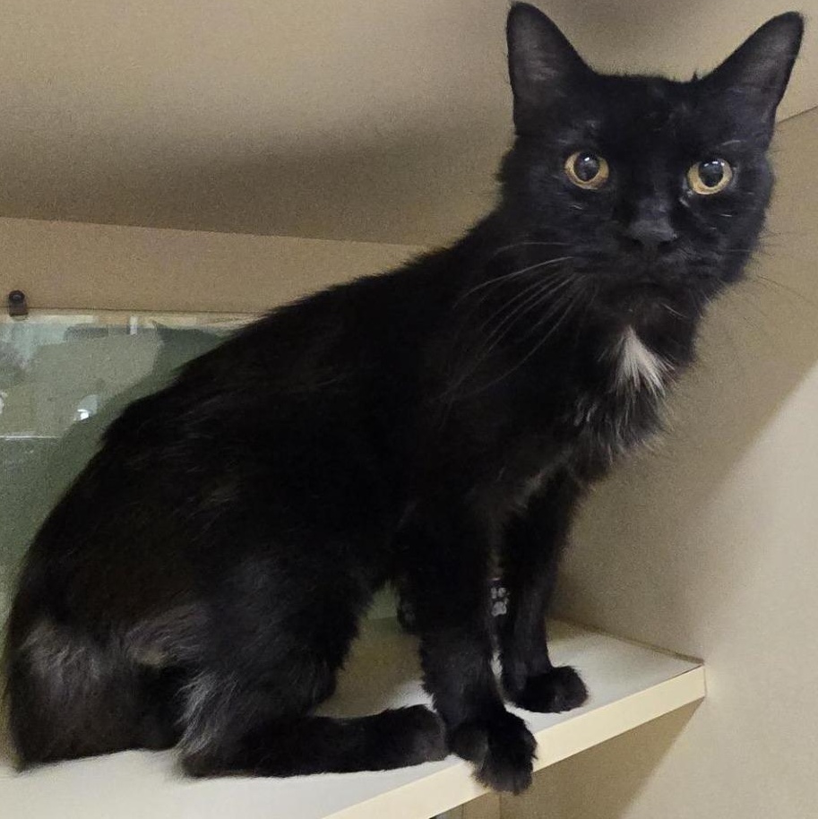 Enlarge Frank, a Adoptable Domestic Medium Hair in Prince Frederick, MD image 3/3
