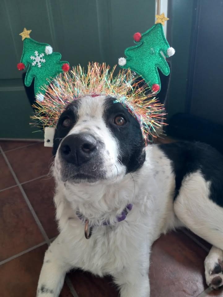 Enlarge Wiaka, a Adoptable mixed breed in Pinedale, WY image 1/6