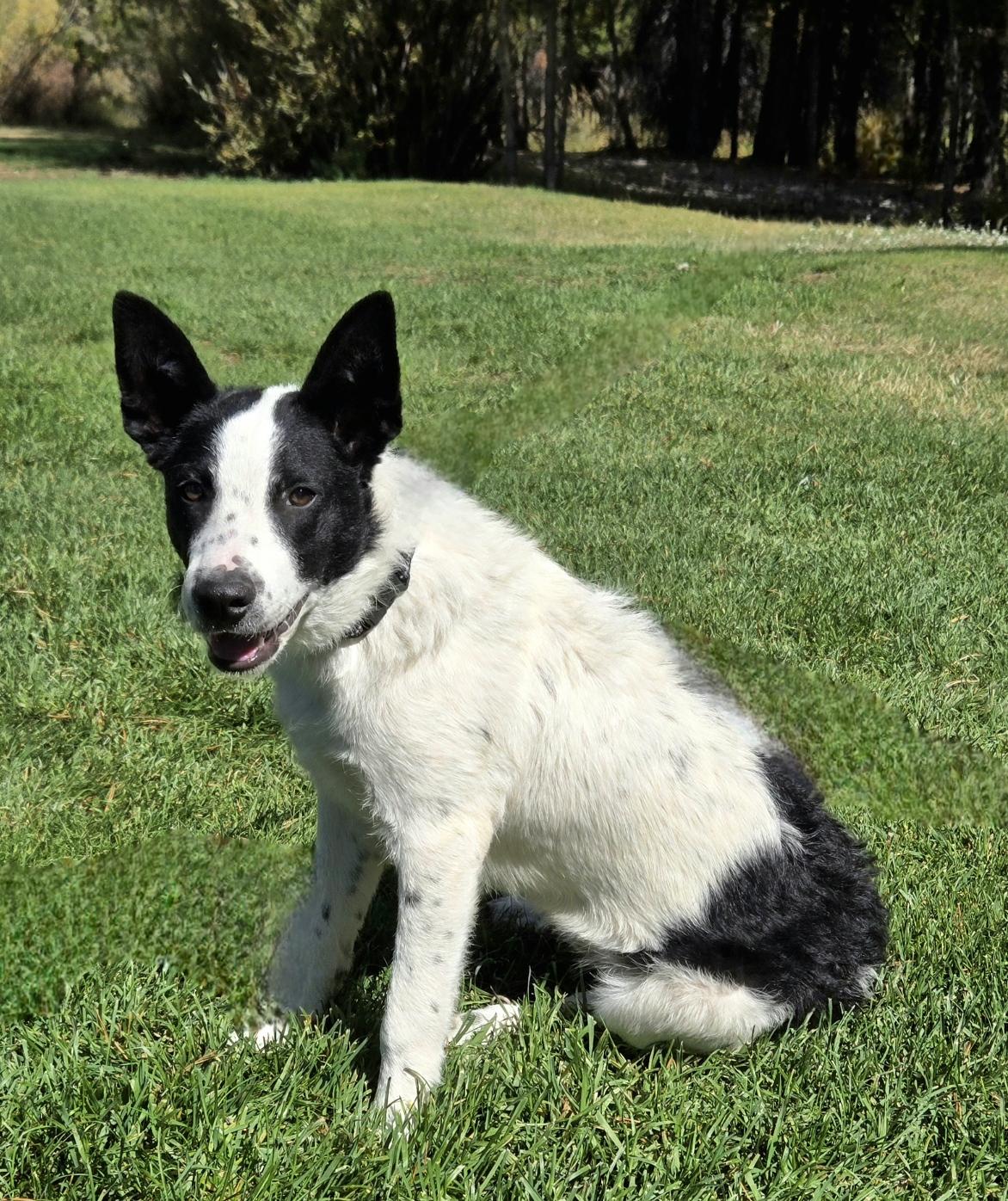 Wiaka, an adoptable Border Collie, Australian Cattle Dog / Blue Heeler in Pinedale, WY, 82941 | Photo Image 3