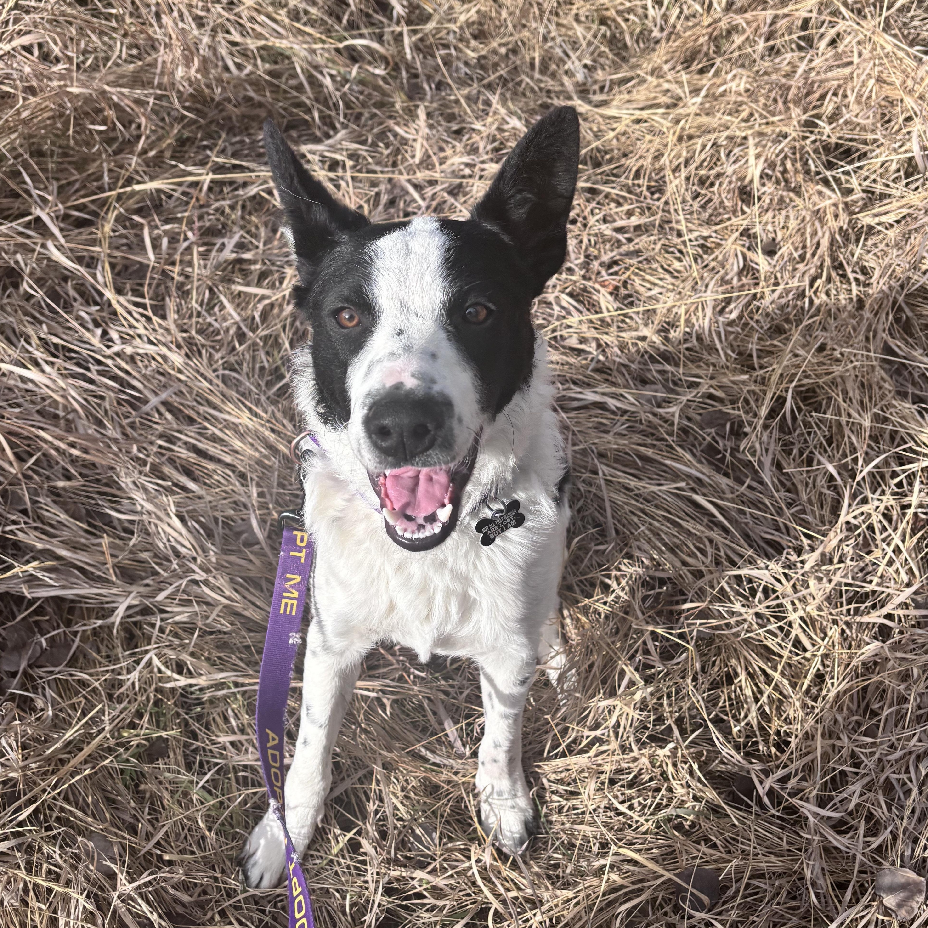 Enlarge Wiaka, an adopted mixed breed in Pinedale, WY image 1/6