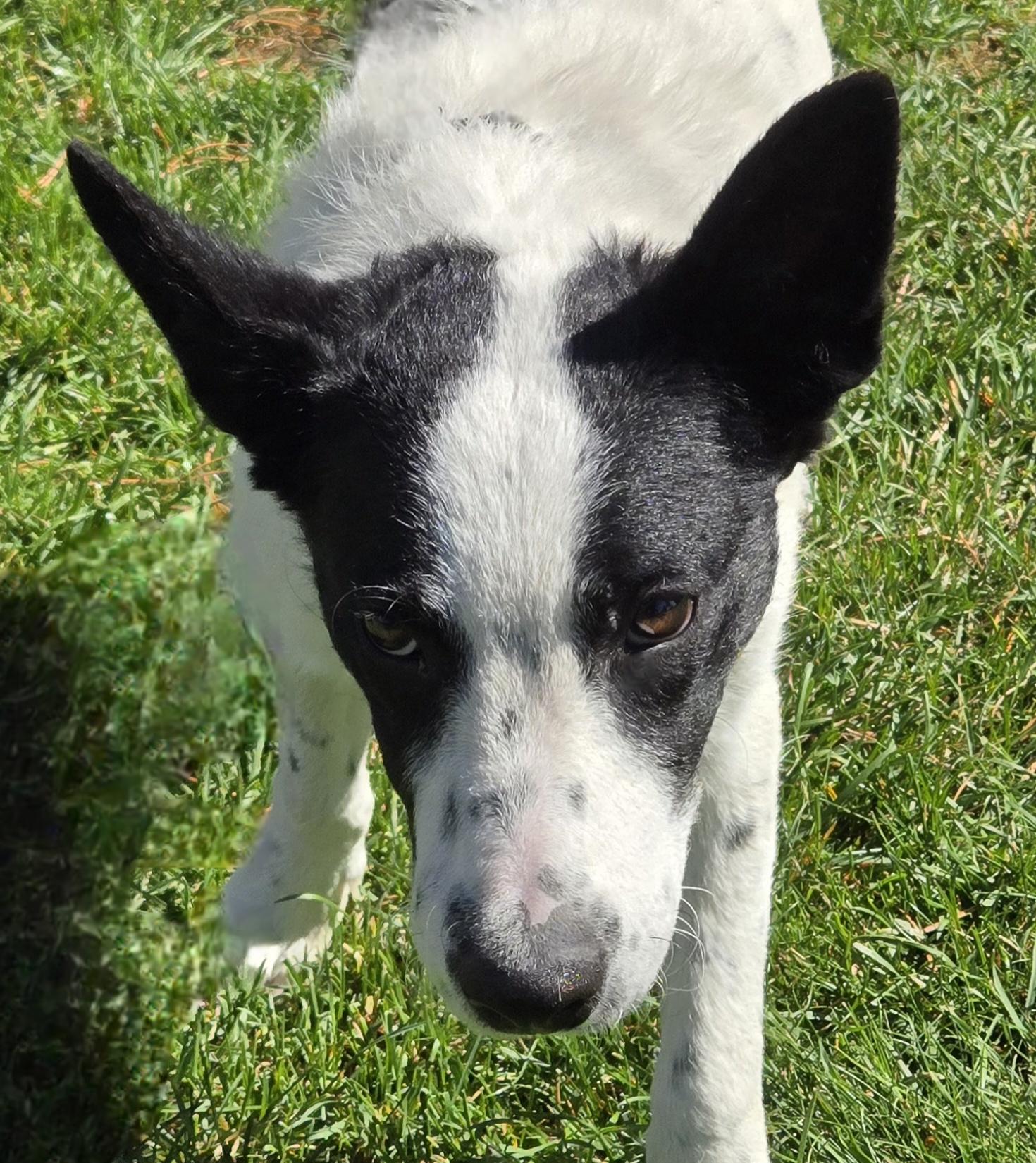 Wiaka, an adoptable Border Collie, Australian Cattle Dog / Blue Heeler in Pinedale, WY, 82941 | Photo Image 4