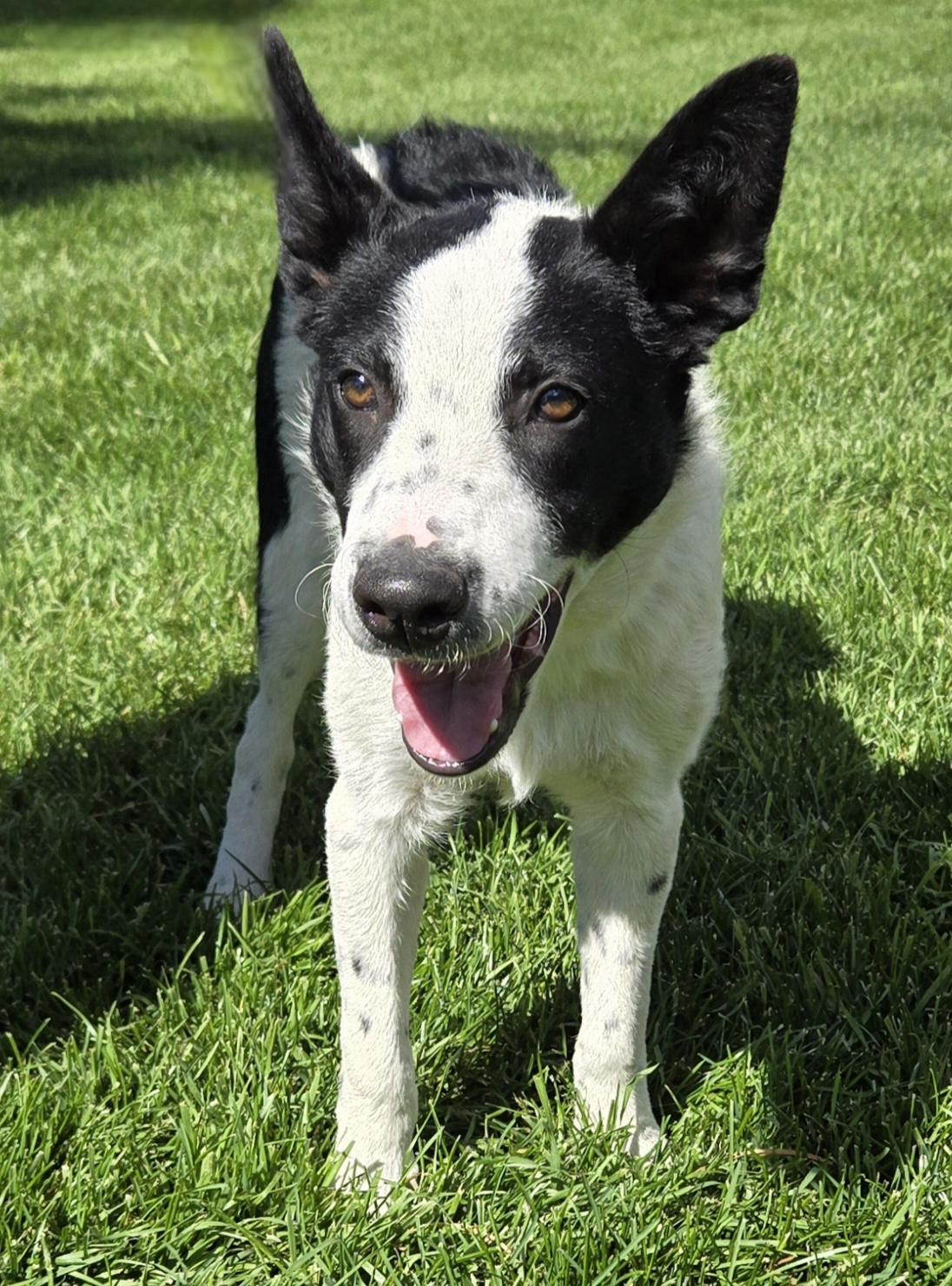 Wiaka, Adoptable, Puppy Male Border Collie & Australian Cattle Dog / Blue Heeler.