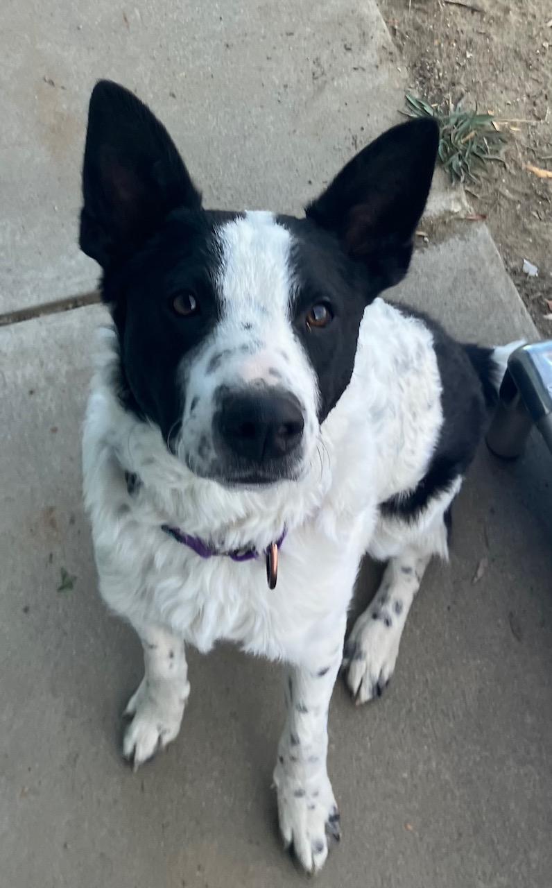 Enlarge Wiaka, an adopted mixed breed in Pinedale, WY image 6/6
