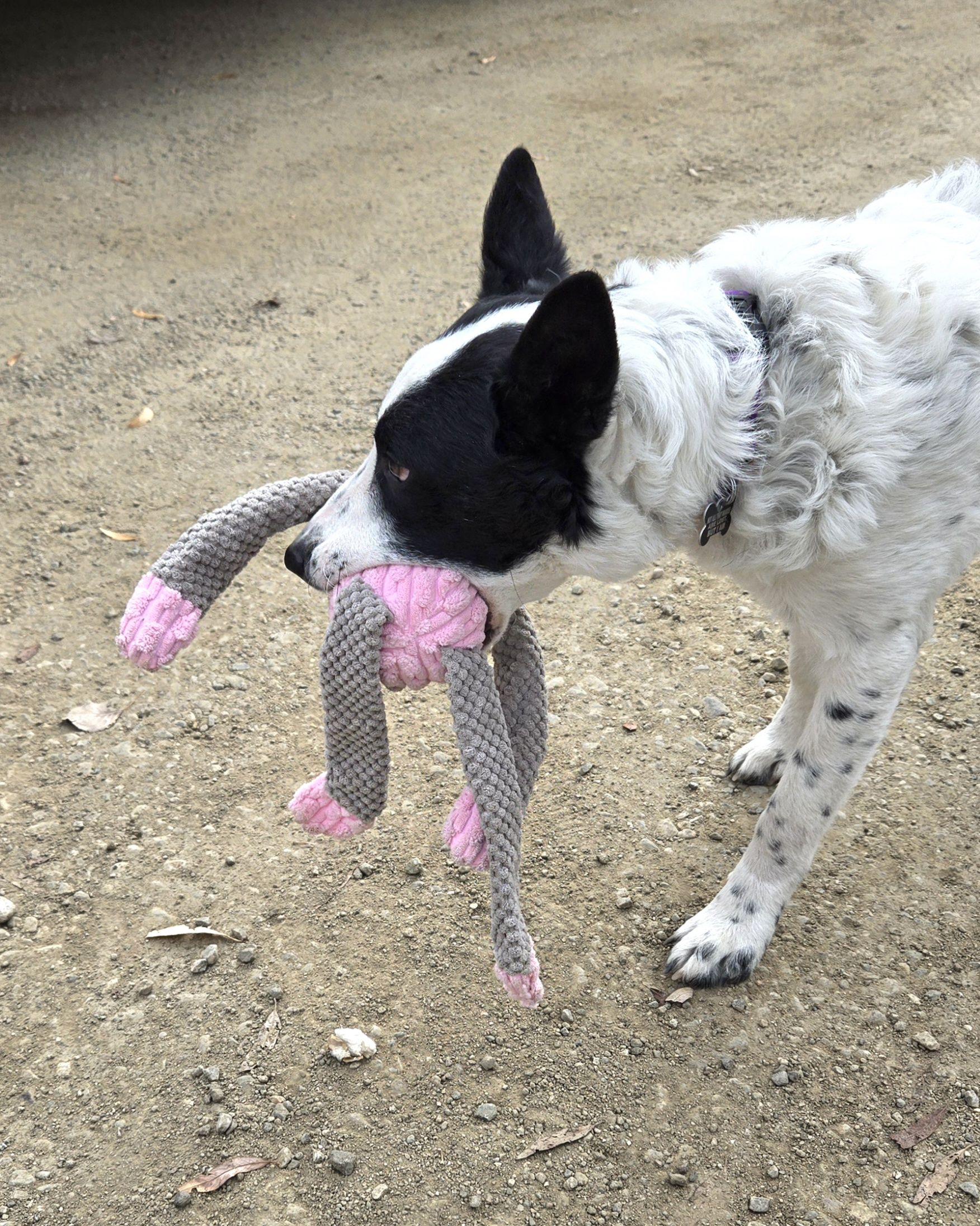 Enlarge Wiaka, a Adoptable mixed breed in Pinedale, WY image 2/6