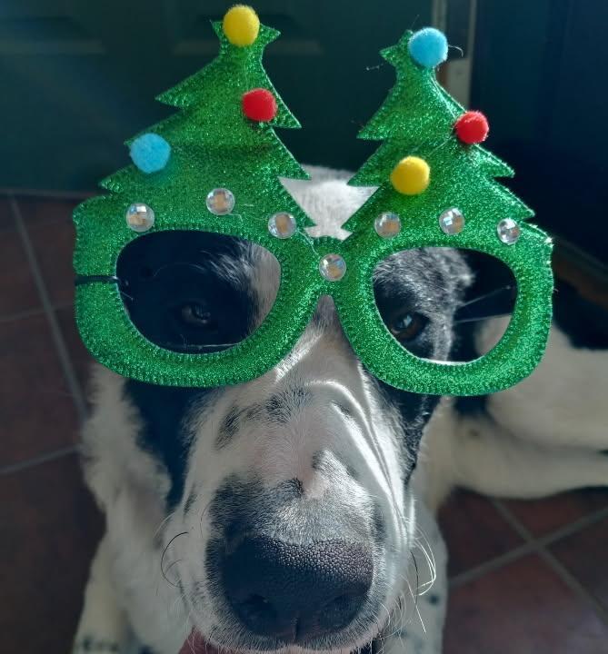 Enlarge Wiaka, a Adoptable mixed breed in Pinedale, WY image 3/6