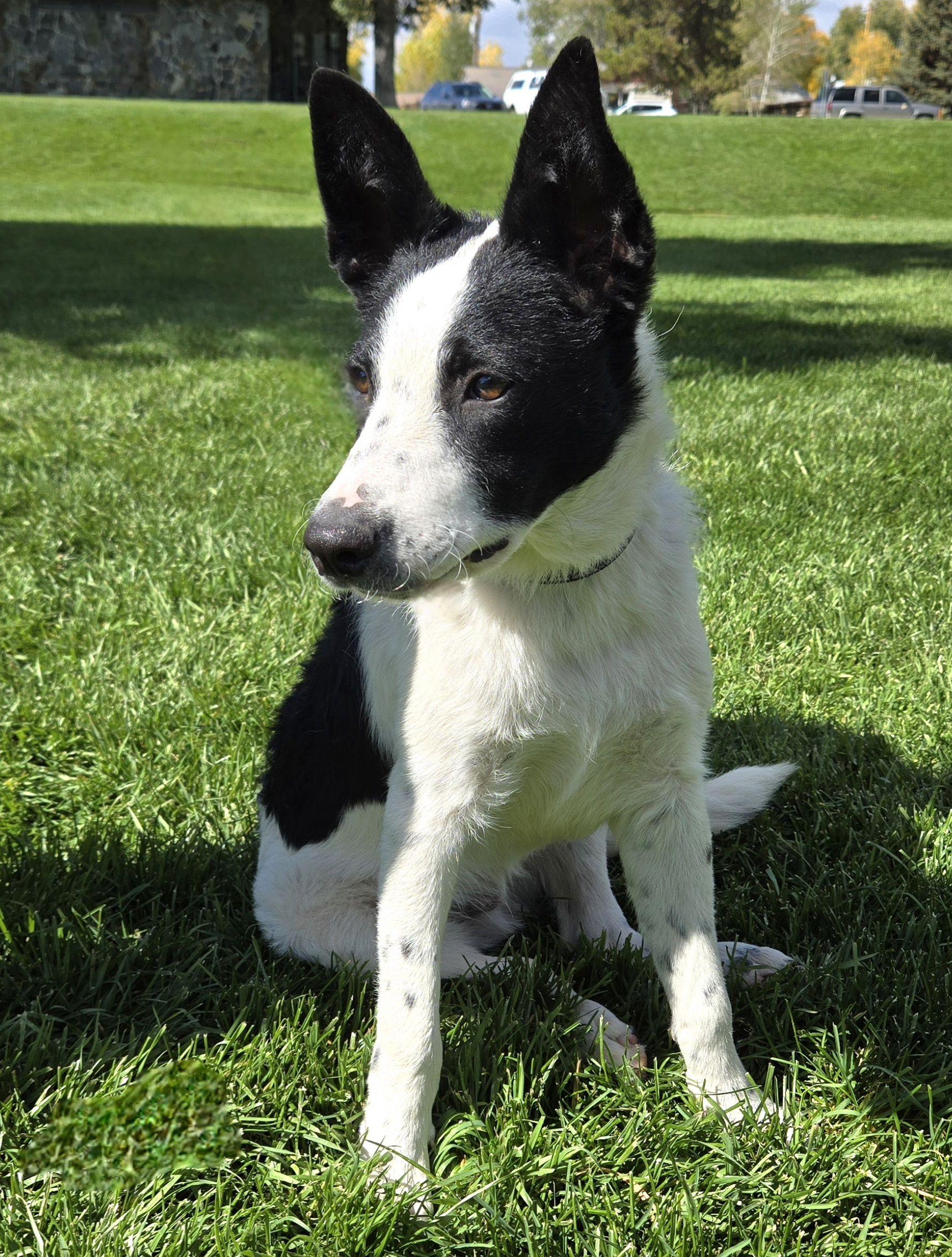Wiaka, an adoptable Border Collie, Australian Cattle Dog / Blue Heeler in Pinedale, WY, 82941 | Photo Image 2