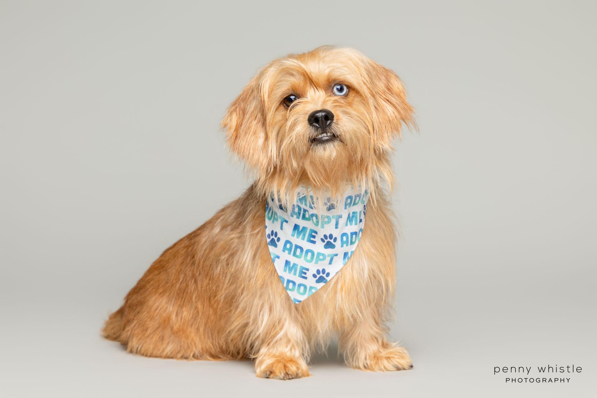 Cody, Adoptable, Young Male Terrier.